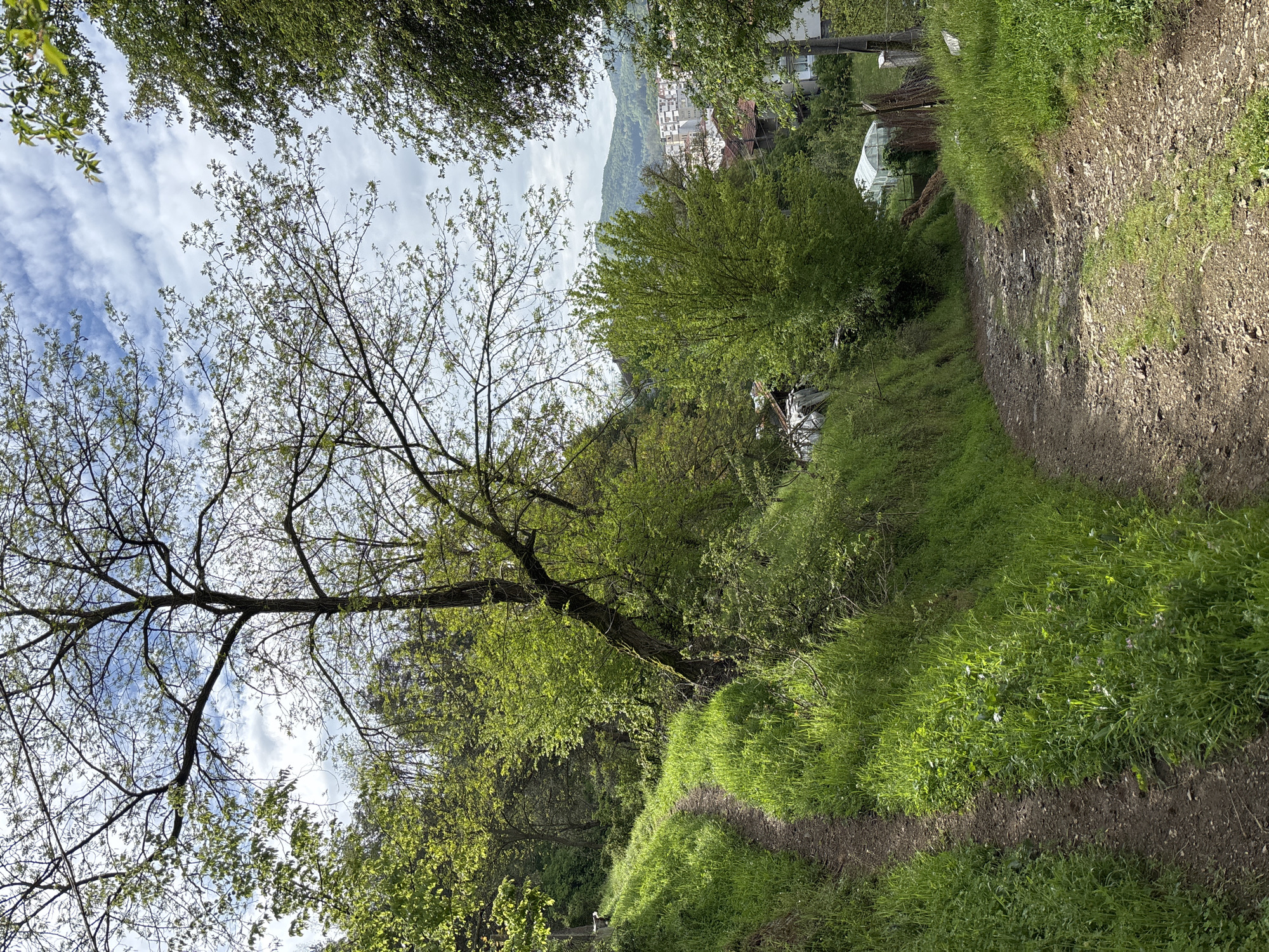 A narrow dirt path curves through a grassy, tree-lined area, likely a park or green space. A bare-branched tree with budding leaves extends towards the sky. In the background, a cluster of buildings is visible, suggesting a residential or urban area. Based on the information provided, this scene is located in Zlatograd, Bulgaria. There are no people visible in the image. The environment appears to be temperate, with signs of spring growth.