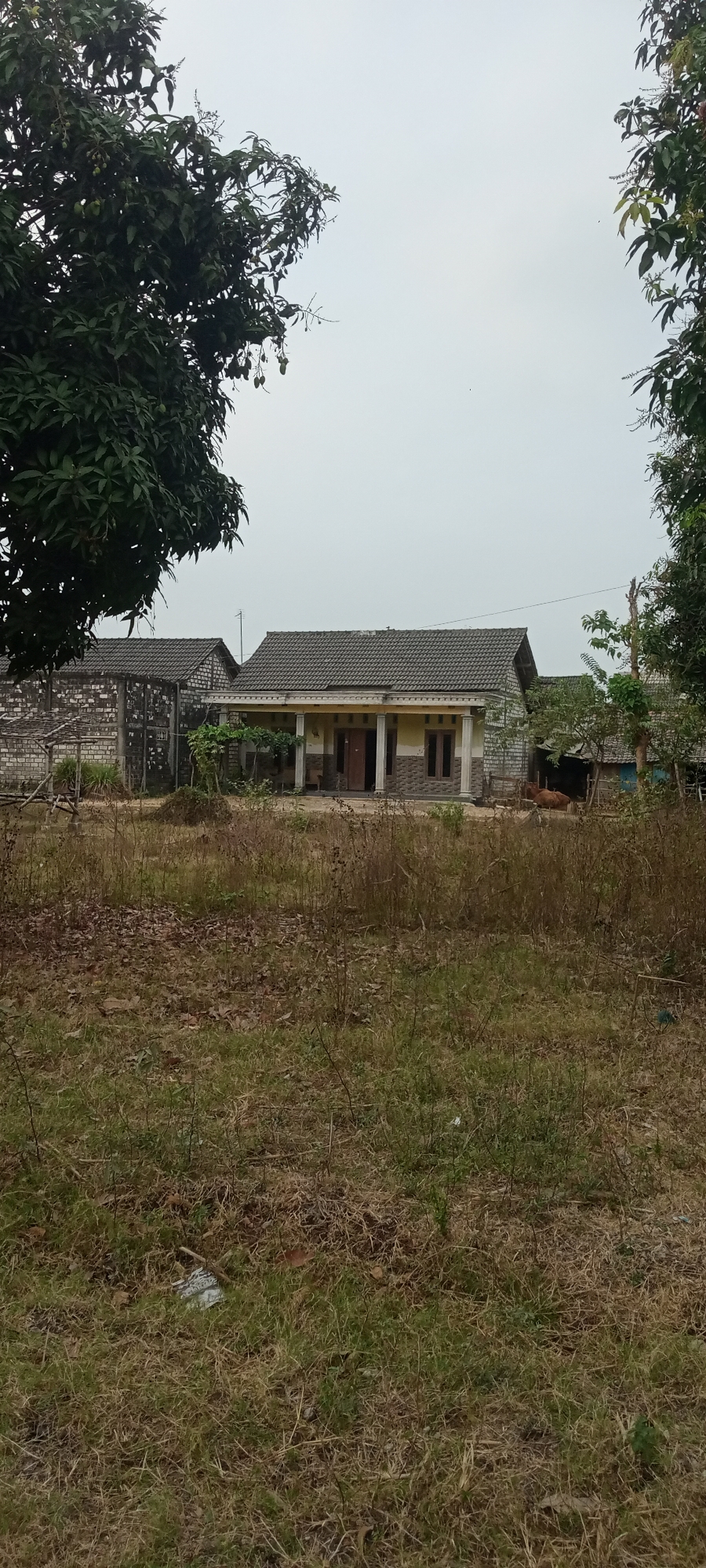 The image depicts a rural scene in the city of Rengel, Indonesia. In the mid-ground, a single-story house with a tiled roof is visible, featuring a covered porch with columns. Adjacent to this house, on the left, is a low-rise building constructed with grey bricks and a tiled roof, possibly a storage area or another dwelling. The foreground is dominated by dry, unkempt grass and scattered brown leaves. Mature trees with dense foliage frame the scene on the left and right, with the tree on the left showing some fruit. In the background, behind the house, a small wooden structure is visible, and to the right of the house, a brown cow is lying down. The sky is overcast and light grey. The overall impression is of a quiet, somewhat neglected rural property.