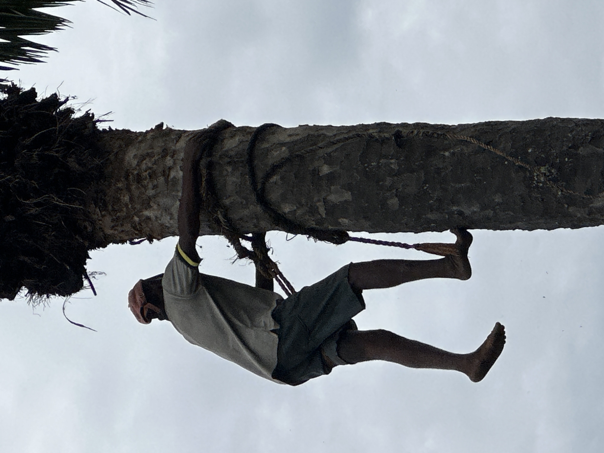 A man is shown climbing a palm tree. The tree is thick and brown with a rope wrapped around it to assist in climbing. The man is wearing a light-colored shirt, dark shorts, and a head covering. He is using his hands and feet to grip the tree. The sky is overcast and gray. The photo was taken in the city of Ikot Ekpene, Nigeria.