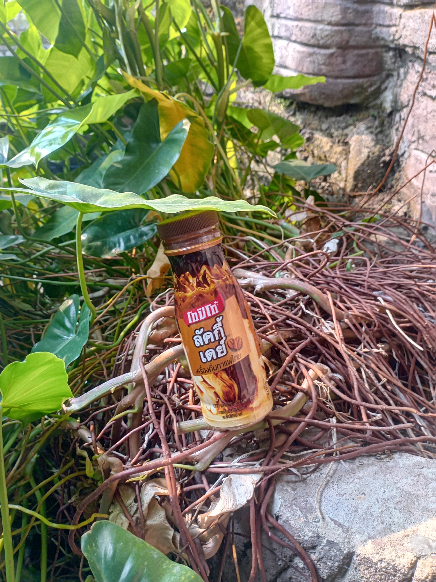 A brown plastic bottle with a brown cap lies on its side amidst a dense tangle of thin, brown, vine-like roots and green foliage. The bottle's label is predominantly brown and features Thai script and an image of what appears to be iced coffee with whipped cream. Sunlight filters through the leaves, casting shadows on the scene. The background consists of a textured, light-colored wall, possibly made of brick or stone. The scene appears to be outdoors, possibly in a garden or natural setting. There is no indication of the city of Pekanbaru, Indonesia, within the image itself.