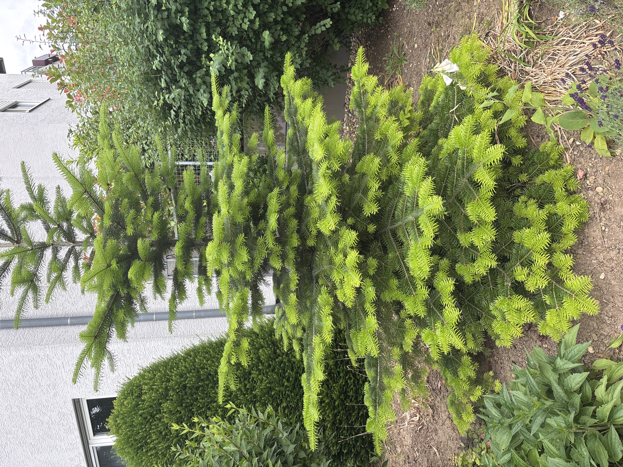 An outdoor shot captures a bright green fir tree in the foreground, situated in front of a building and a dense green hedge. The tree has a full, tiered structure with vibrant, light green needles that are particularly dense on its lower branches. To the left of the tree, a conical evergreen shrub stands tall. Behind the fir tree, a white building with a textured facade and a window is visible. Further behind, a lush, dark green hedge creates a backdrop, with hints of red leaves from another plant peeking through at the top right. The ground around the tree is covered with mulch and some scattered dry leaves. In the lower portion of the frame, a few plants with broad green leaves and a small cluster of purple flowers are visible. The overall scene suggests a garden setting within a residential or urban environment.