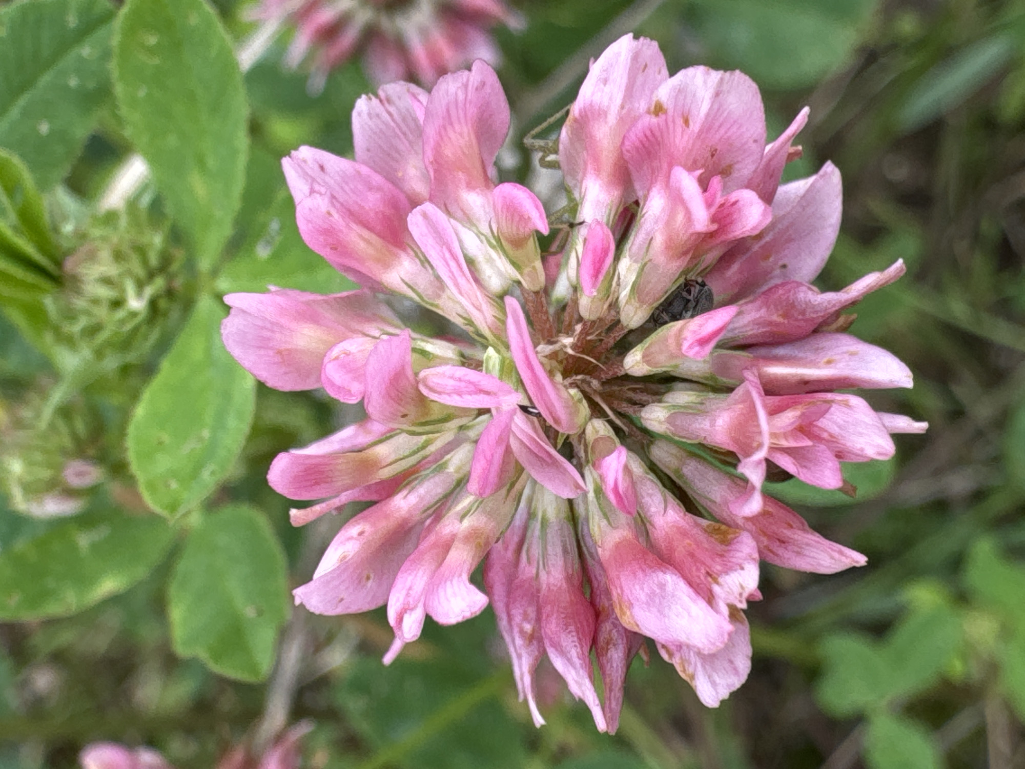 The image shows a close-up of a cluster of pink clover flowers. The flowers are in various stages of bloom, with some fully open and others still budded. A small, dark insect, possibly a beetle, is visible on one of the petals. The background consists of blurred green leaves and grass, suggesting an outdoor setting. There is no indication of any urban environment or specific location within Mars, Russia.