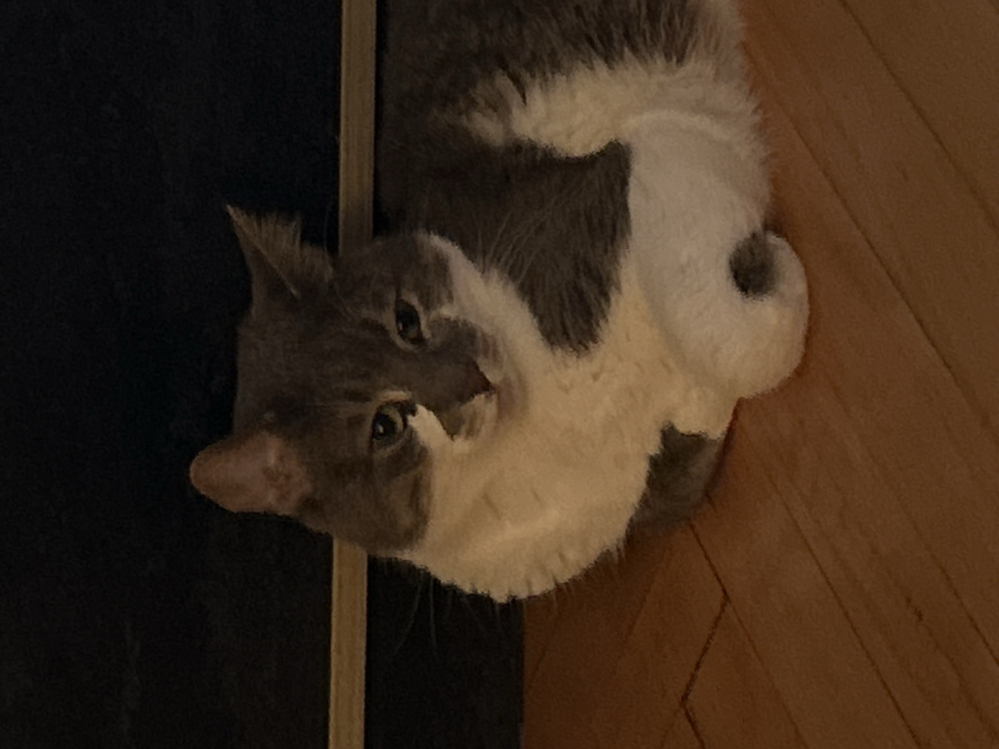 A grey and white domestic cat is lying on a wooden floor in front of a dark background with a horizontal wooden beam across it. The cat is facing the viewer and appears to be resting. Its paws are tucked underneath its body. The lighting is dim, suggesting it may be indoors at night or in a poorly lit area. There is no indication of the cat's location within the city of Sofia, Bulgaria.