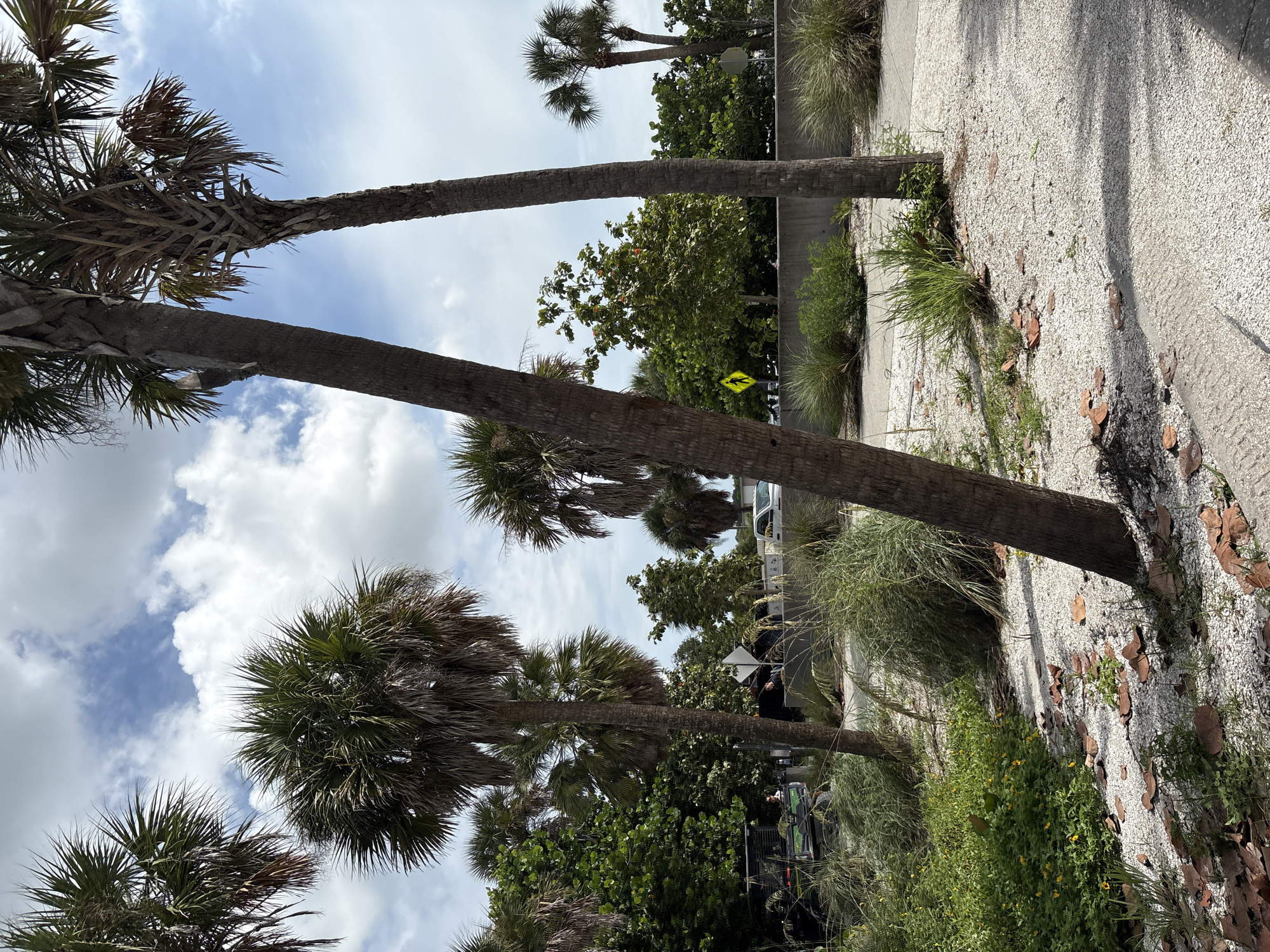 The image captures a sunny day with a bright blue sky filled with scattered white clouds, typical of the coastal environment in Englewood, United States. Several palm trees dominate the scene, with their fronds reaching towards the sky. The ground is covered in a mixture of white gravel and some fallen palm leaves, with patches of green grass and small yellow flowers growing in the foreground. In the background, there is a concrete barrier, beyond which some vehicles and lush green trees are visible. A pedestrian crossing sign is also visible on the right side of the image. The overall impression is a tropical or subtropical landscape.