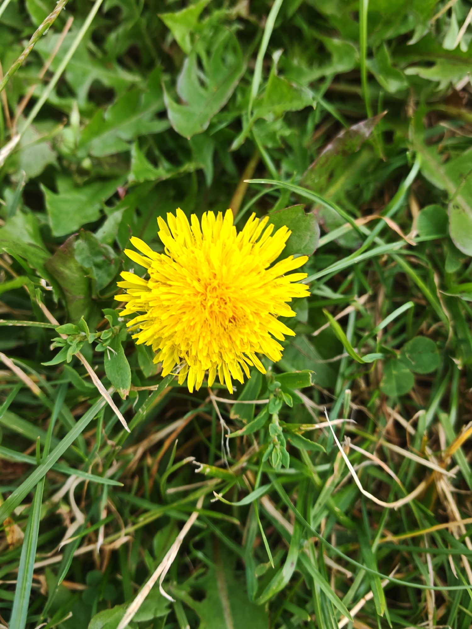 A single yellow dandelion flower is the central subject of this overhead shot, positioned slightly to the left of center. The flower is in full bloom, with numerous bright yellow petals radiating outwards. It is surrounded by a dense carpet of green grass and broad, serrated green leaves, indicative of a natural or park-like setting. The lighting appears to be natural daylight, casting subtle shadows and highlighting the textures of the petals and foliage. The background is a blur of green and brown tones, suggesting the depth of field is shallow, focusing attention on the flower. The image was captured in Rechytsa, Belarus.