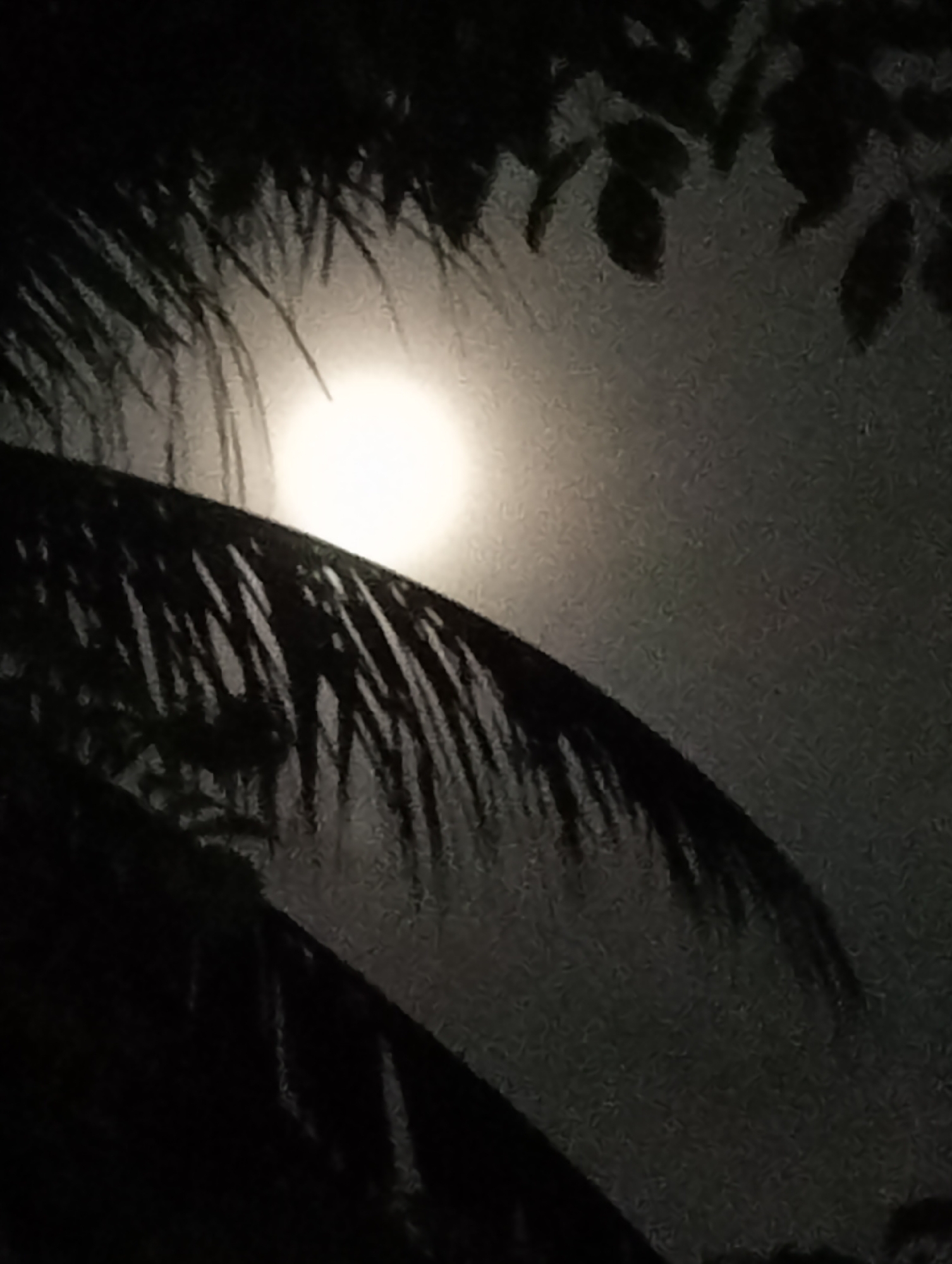 A night scene features a bright, full moon, partially obscured by silhouetted foliage. The moon is centered in the frame and emits a soft glow that illuminates the surrounding sky, which appears dark gray. Predominantly dark silhouettes of palm tree fronds are visible in the foreground, with some leaves on the top right and bottom left that also appear to be from trees. The image has a grainy texture and limited depth of field. The location is stated to be Keudekrueng, Indonesia, but the image itself provides no independent verification of this. No people, subjects, or interactions are visible.