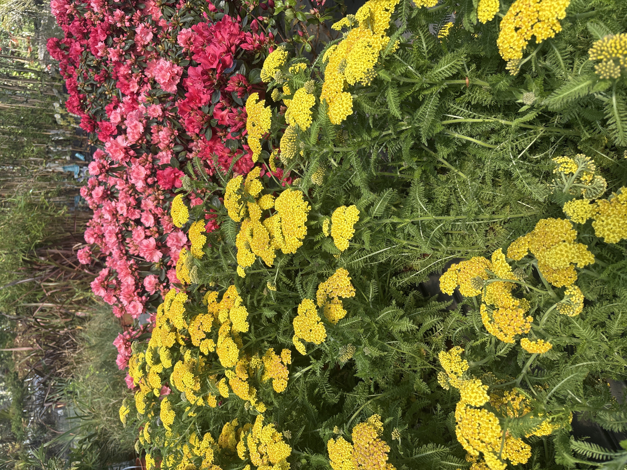 A high-angle shot shows a bed of flowers in Vila Nova de Gaia, Portugal. On the left, there is a row of rhododendrons in shades of pink and red. To the right of the rhododendrons, there is a cluster of yarrow plants with yellow flowers. The greenery of the plants fills much of the background.