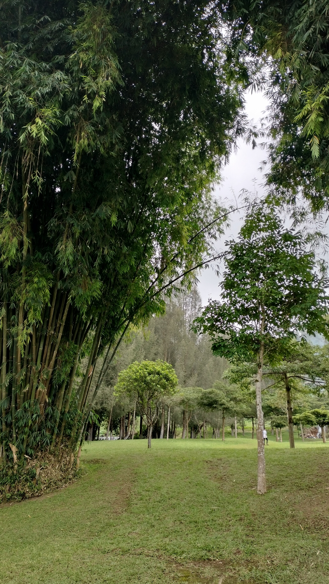 This media file depicts a serene outdoor scene dominated by lush greenery. The foreground features a dense clump of bamboo on the left, its tall, slender stalks arching upwards and to the right. The bamboo is surrounded by verdant grass, which appears to be a well-maintained lawn. A faint, winding path is visible in the grass, suggesting it's a commonly trodden route.
In the middle ground, a variety of trees with rounded canopies are scattered across the lawn, creating a park-like atmosphere. To the right, a slender tree with a light-colored trunk stands prominently, its branches adorned with dense foliage. Further in the background, a dense forest of taller, more slender trees with darker foliage forms a backdrop, reaching towards a soft, overcast sky. The sky itself is a muted gray, indicating diffused light, possibly suggesting an overcast day or early morning/late afternoon.
A single person, dressed in white, is visible in the mid-right portion of the image, walking through the trees. Their presence adds a subtle human element to the otherwise natural landscape. The overall impression is one of tranquility and natural beauty, with no discernible text present in the image. The location appears to be a park or a nature reserve, characterized by a mix of bamboo, deciduous trees, and coniferous trees, all thriving in a grassy expanse.