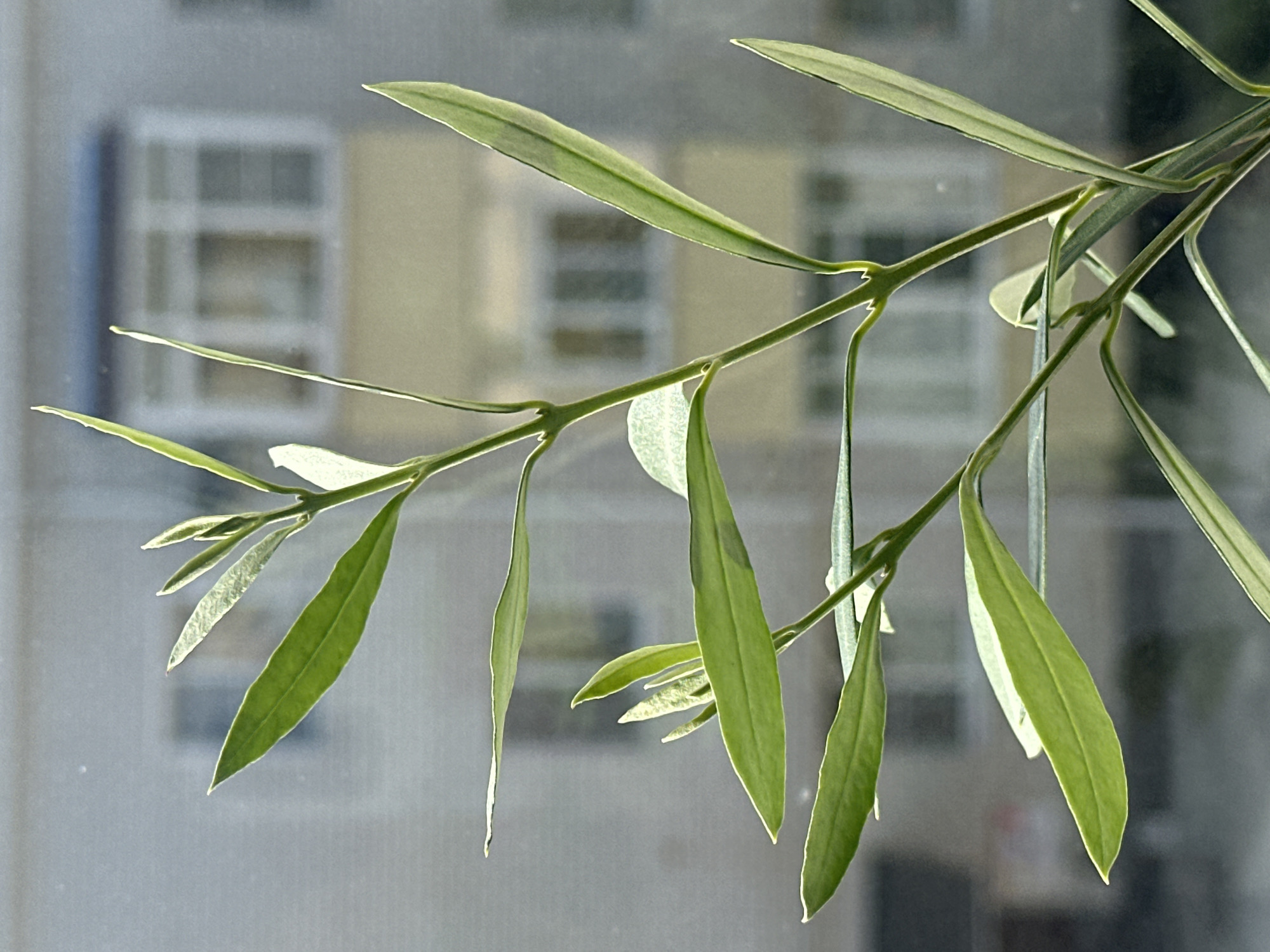 A close-up, vertical shot captures a vibrant green plant with slender, elongated leaves extending from a central stem. The leaves are arranged in pairs and are slightly elongated and pointed. Some leaves exhibit a subtle variegation, with lighter green or yellowish edges, while others are uniformly green. The plant appears to be a young sprout or a delicate seedling, with new growth visible at the top, featuring tightly furled leaves. The background is softly blurred, revealing the facade of a building with windows, suggesting an urban setting. The muted colors of the building and the soft light indicate that the photograph was taken indoors, possibly near a window, with the outdoor environment visible through the glass. The overall impression is one of natural growth and resilience against a man-made backdrop. The image is located in Nevinnomyssk, Russia.