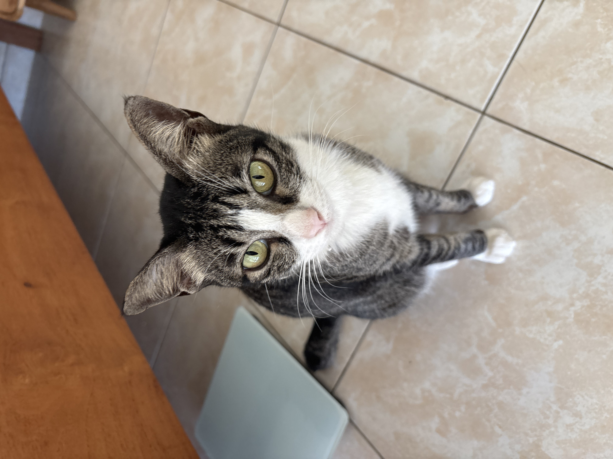 An indoor, high-angle shot captures a domestic cat, a tabby-and-white feline, sitting on a tiled floor. The cat has distinct green eyes, a pink nose, and long white whiskers that fan out from its snout. Its fur features dark gray and black tabby stripes on its head, back, and tail, contrasting sharply with its white chest, belly, and paws. Small tufts of fur are visible on the tips of its ears.
The cat is positioned centrally, looking directly upwards into the camera with an attentive and curious expression. Its posture is upright, with its front paws neatly tucked. The floor is covered with light-colored, square ceramic tiles, which have visible grout lines. On the left side of the frame, a warm-toned wooden surface, possibly a piece of furniture or a floorboard, is partially visible. Beneath the cat, a corner of a light blue/gray, flat object, possibly a low-profile electronic scale or a container, is discernible.
The lighting appears to be natural daylight, illuminating the scene softly without harsh shadows. The cat's direct gaze suggests engagement, possibly anticipating interaction or attention from the viewer. No text is visible in the image. The location context for this scene is Kuta Selatan, Indonesia.