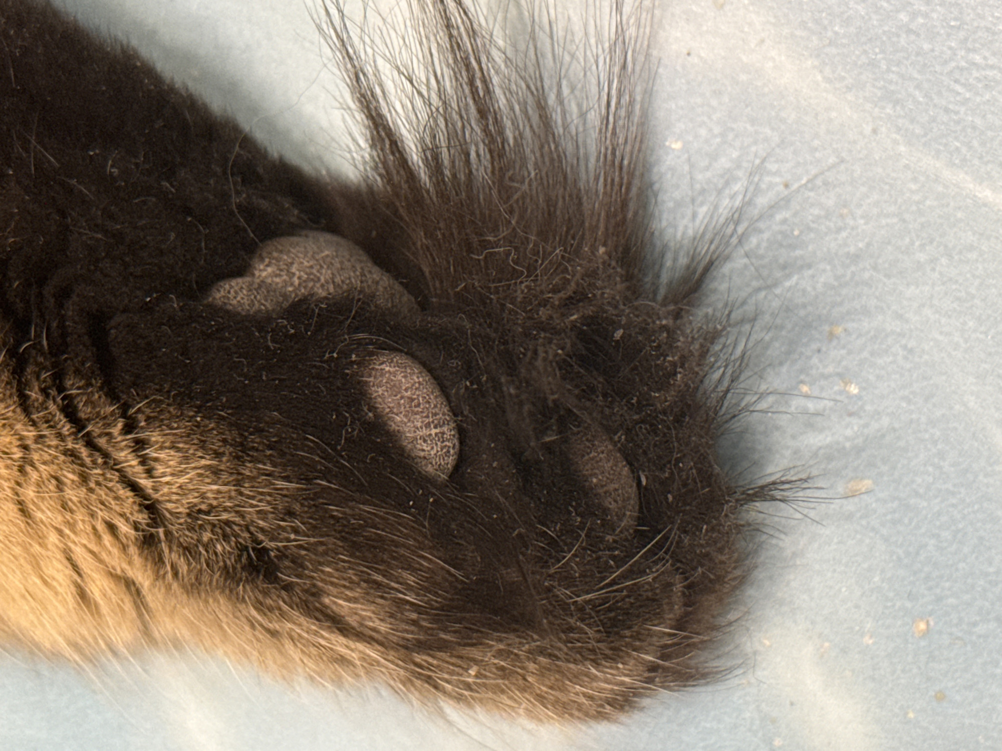 The image shows a close-up of a cat's paw. The paw is mostly covered in dark brown or black fur, with some lighter brown or tan fur visible near the bottom. The paw pads are visible, with a distinctive texture. The background is a light blue surface. The location is unknown, but based on the context provided, there is no evidence in the image to suggest that the location is in Izhevsk, Russia. There are no people, actions, or interactions visible in the image.