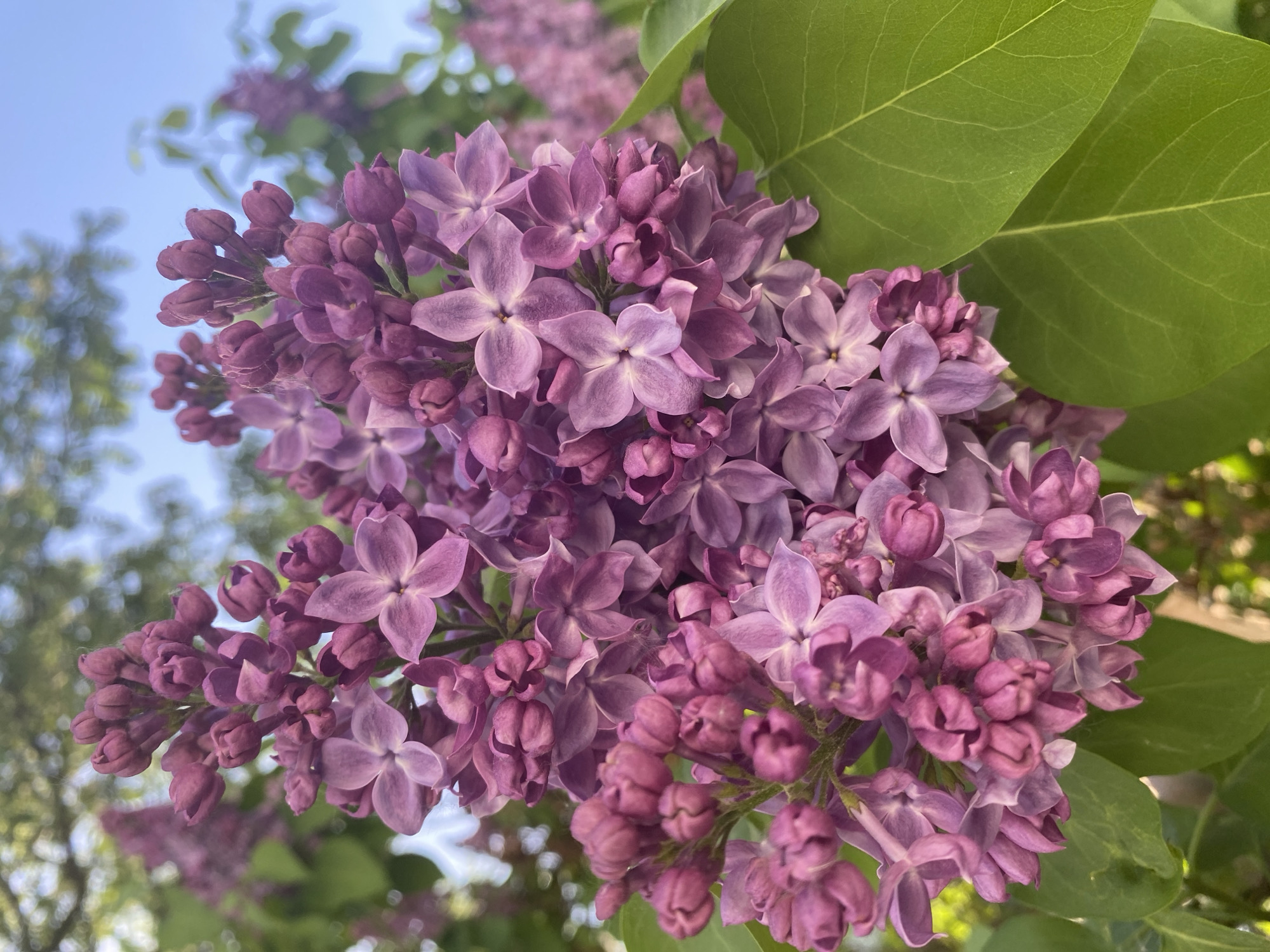 A close-up captures a vibrant cluster of purple lilac flowers, some fully bloomed and others still in bud, against a backdrop of green leaves and a glimpse of pale blue sky. The scene is bathed in natural light, emphasizing the intricate details of the floral arrangement. The flowers themselves exhibit a range of purple hues, adding depth to the composition. The location in the city of Chaikovsky, Russia is not directly discernible from the visual information provided.