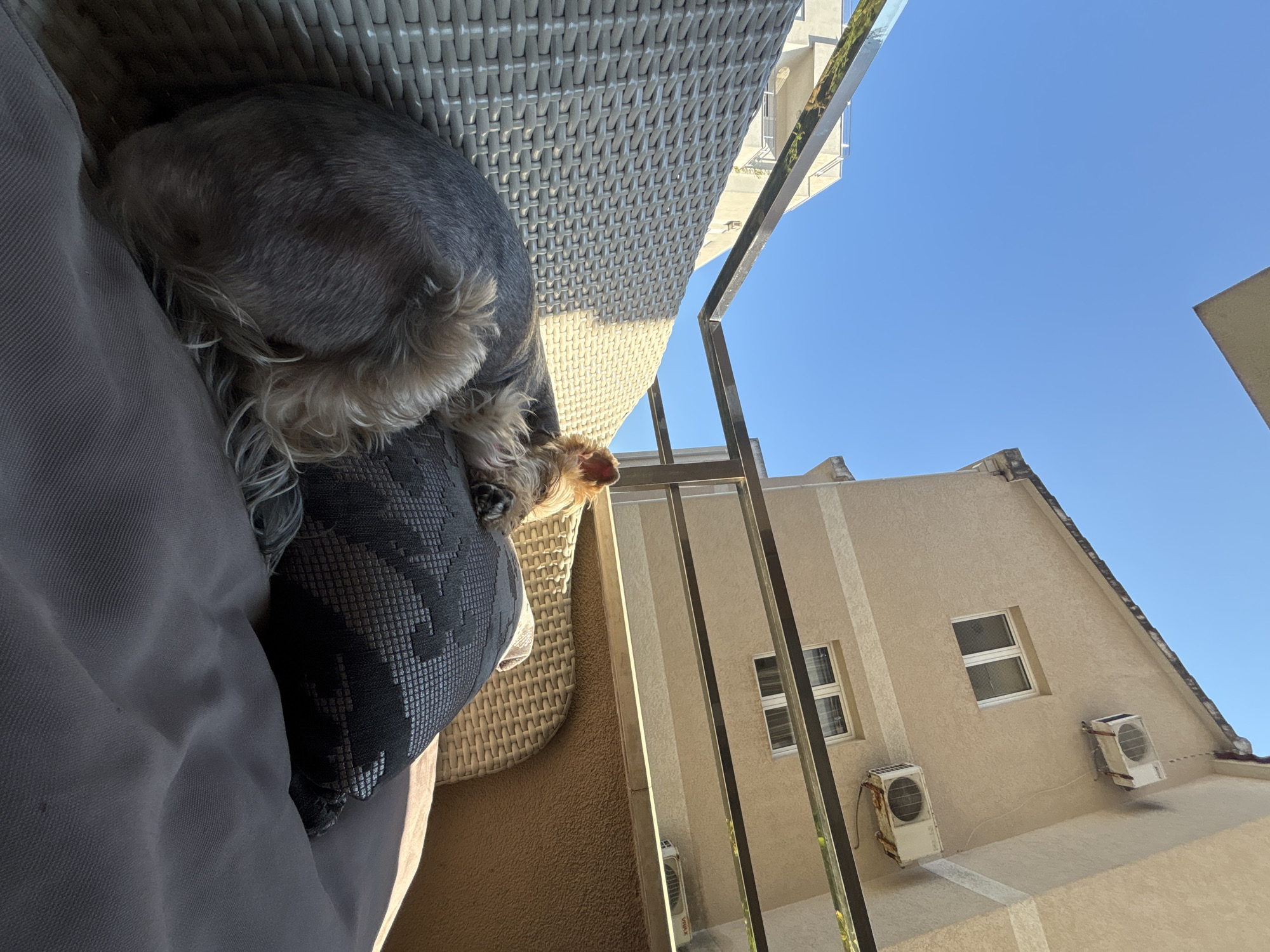 A small, light brown and gray Yorkshire Terrier is sleeping on an outdoor chair on a balcony. The dog is curled up, with its head resting on a dark pillow. The chair appears to be made of woven wicker. In the background, a light brown building with several windows and two air conditioning units is visible, along with a clear blue sky. The railing of the balcony is a metallic silver. This scene is located on a balcony in Budva, Montenegro.