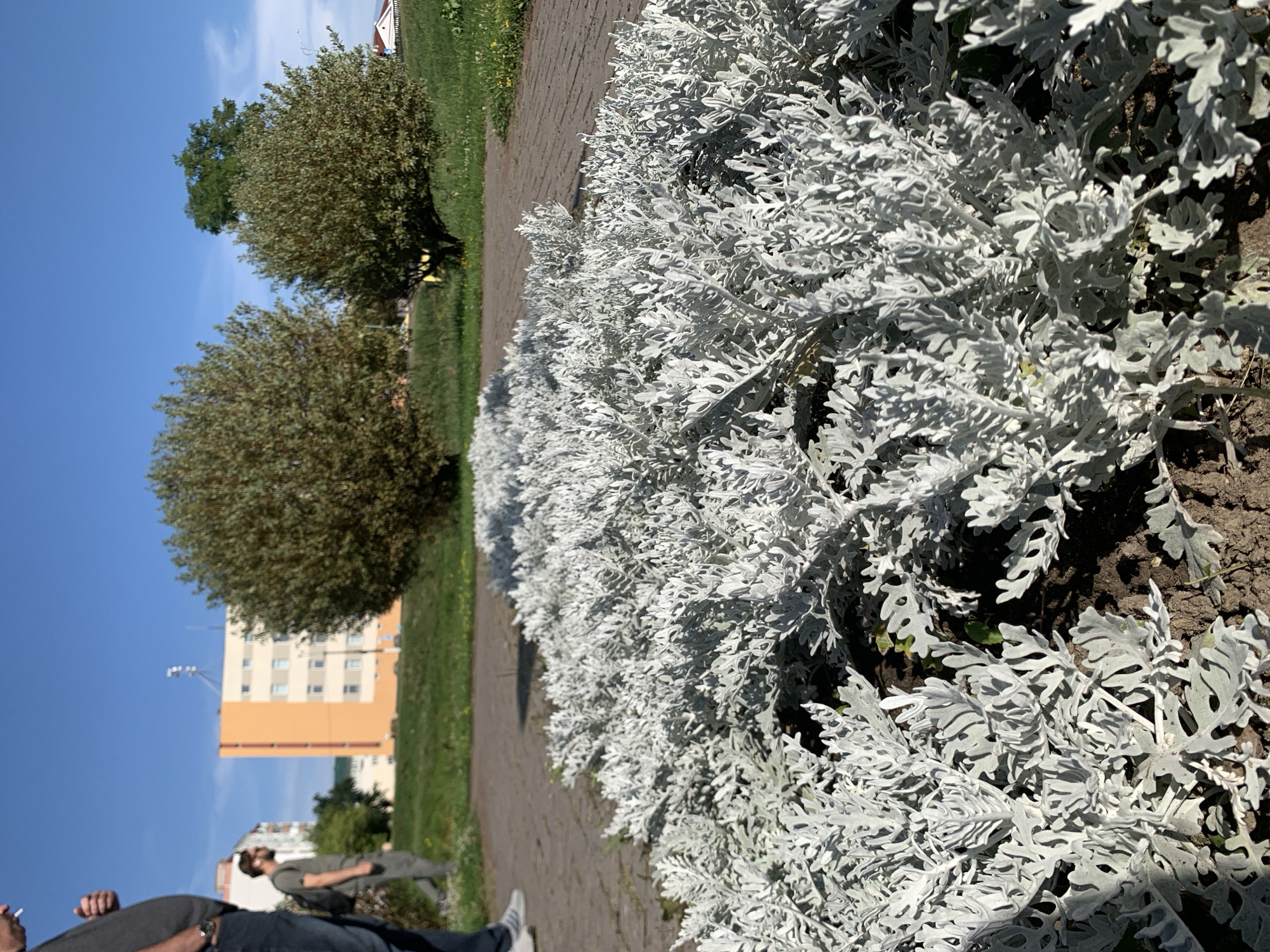 The image captures a sunny day with a clear blue sky. In the foreground, a dense bed of silvery-white dusty miller plants lines a paved pathway. The pathway appears to be made of interlocking concrete pavers. In the mid-ground, two people are visible. The person on the left is partially cropped and wears dark pants and a gray t-shirt. A person on the right, wearing a gray t-shirt and dark pants, walks away from the camera, carrying a backpack. Beyond the pathway and grassy area, a light orange building with multiple floors and white-framed windows stands against the sky. Two large, rounded green trees are also present, casting shadows on the well-maintained lawn. The setting suggests an urban park or a residential area in Sluck, Belarus.