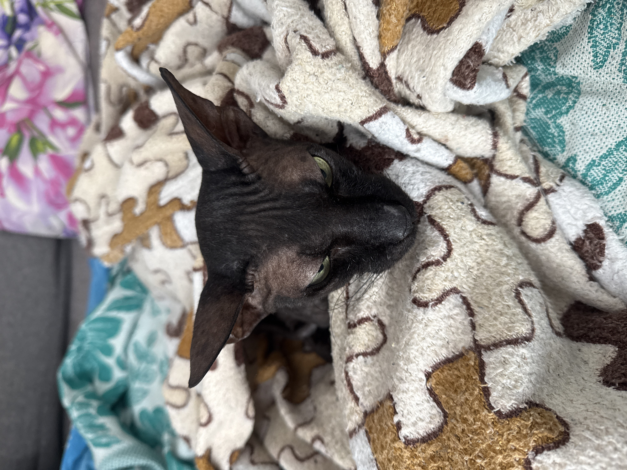 A dark-colored, hairless cat lies nestled in a soft, multi-colored blanket. The cat's face, with its wrinkled skin and large ears, is prominently visible. The blanket has a pattern of brown and beige abstract shapes. Part of another blanket with a blue and green floral pattern is also visible. The cat's eyes are open and appear to be green. The scene is close-up, focusing on the cat's face and the surrounding blanket. There is no information to verify any connection to the city of Кемуль, Russia.
