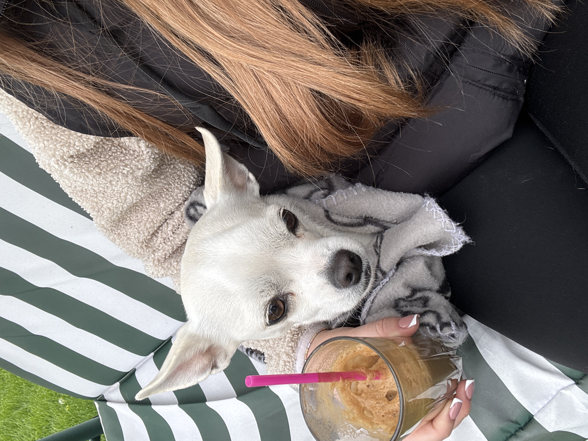 A close-up shot shows a white, short-haired dog nestled in the lap of a person. The dog is looking directly at the camera. The person has long, light brown hair. The person is holding a glass with a brown beverage and a pink straw. The backdrop is a green and white striped fabric. A portion of a dark-colored jacket is also visible. The location is Mechkarevo, Bulgaria.