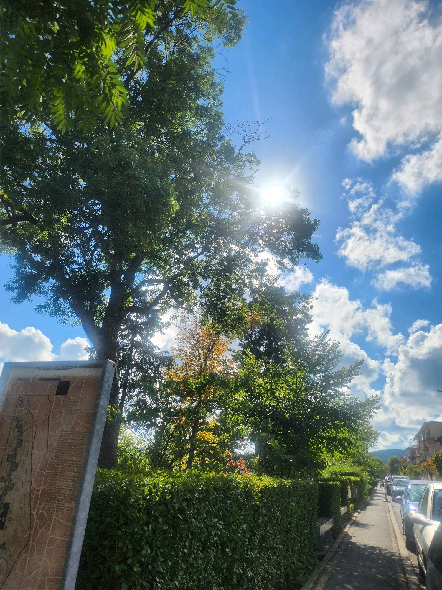 In Tsarevo, Bulgaria, a sun-drenched scene unfolds along a paved street lined with parked vehicles and a meticulously manicured green hedge. A tall tree with abundant green foliage dominates the left side of the frame, its branches casting dappled shadows. The sun shines brightly through the leaves, creating lens flare. A weathered information board stands beside the tree. Beyond the hedge, a row of cars, including a white SUV and a blue sedan, are parked along the street. In the distance, buildings and a tree with autumn-colored leaves are visible, set against a backdrop of a bright blue sky dotted with white, fluffy clouds.