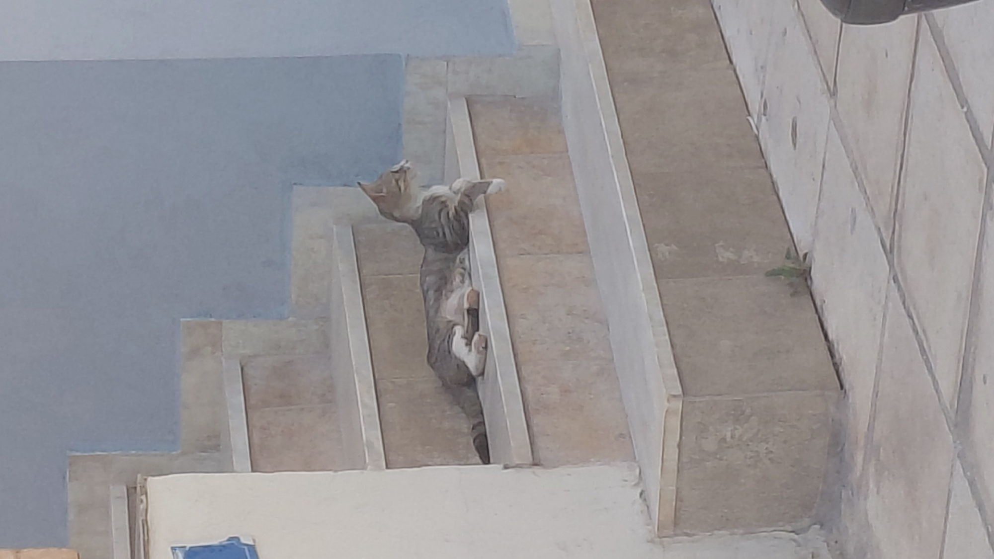 The image shows a tabby cat with white paws clinging to a textured, beige tiled staircase. The cat is positioned vertically, upside down, with its body extended along the side of the stairs. Its head is tilted back, looking upwards. The staircase appears to be outdoors, with a light blue wall visible on the left. There is also a glimpse of a black pipe at the top right of the frame. A small green plant is growing between the tiles on the right side of the stairs. The lighting suggests it is daytime, and the weather appears to be clear. The scene is set in the Municipal Unit of Aegio, Greece.