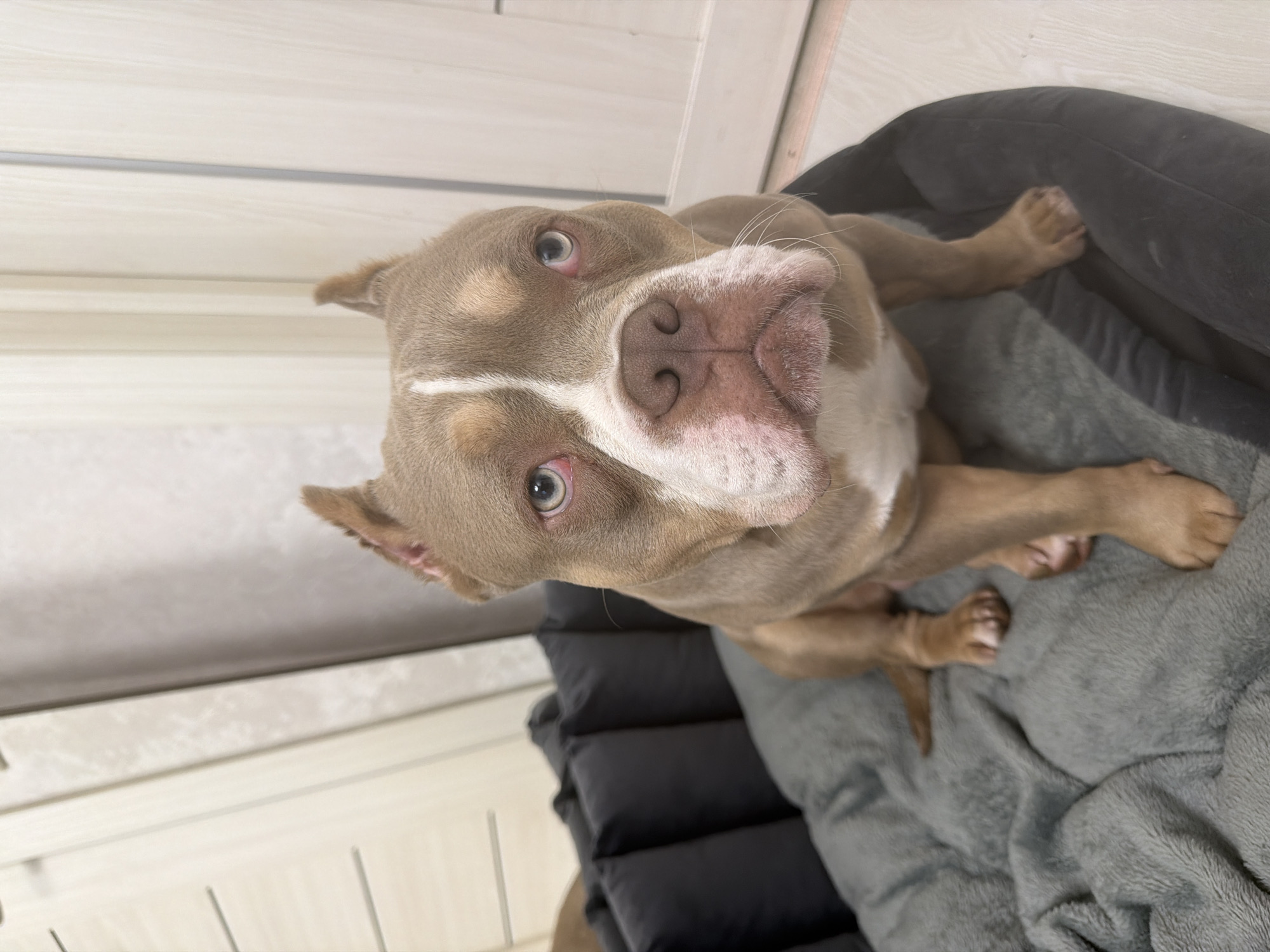 A brown and white American Bully dog sits in a dog bed indoors. The dog is facing the camera with its head tilted slightly to its right. The dog bed is gray and plush, and it is placed on a wooden floor. The background of the image consists of a wall with vertical paneling. The lighting in the room is soft and diffused. The dog's eyes are a pale blue, and its ears are pointed upwards. The dog's nose is pink and wet.