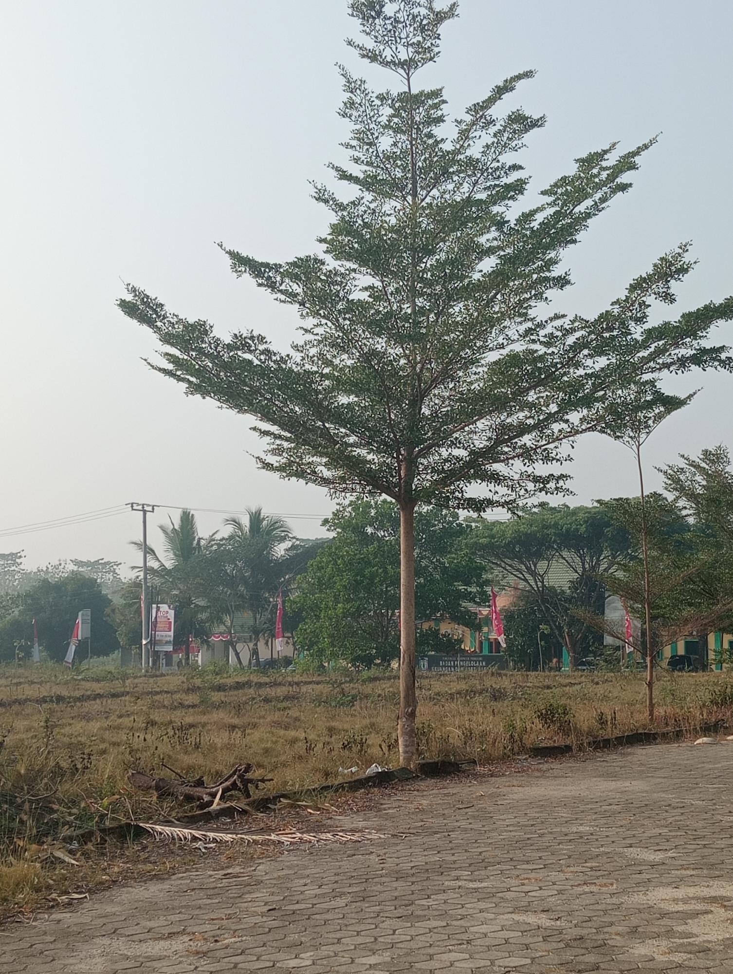 The image depicts an outdoor scene in what appears to be a semi-urban or rural area of Sidoharjo, Indonesia. A tall, slender tree with sparse, green foliage dominates the center of the frame, its branches reaching upwards and outwards against a hazy, light-colored sky. To the right, another, thinner tree is visible, also with green leaves.
In the mid-ground, a patch of dry, brown grass and scattered debris, including a piece of driftwood, lies in front of a line of trees and some buildings. Several flags, one appearing to be the Indonesian flag with red and white bands, are planted in the ground. A utility pole with electrical wires stretches across the scene. Signs, one with "TOP" prominently displayed, are also visible behind the grass. A building, likely a government or public institution given the signage which includes the text "BADAN PENGELOLAAN KEUANGAN DAN ASET DAERAH" (Regional Financial and Asset Management Agency), is partially obscured by trees. A paved area constructed from interlocking gray bricks forms the foreground and extends to the right side of the image. The overall atmosphere is somewhat muted, possibly due to haze or an overcast sky. There are no people visible in the image.