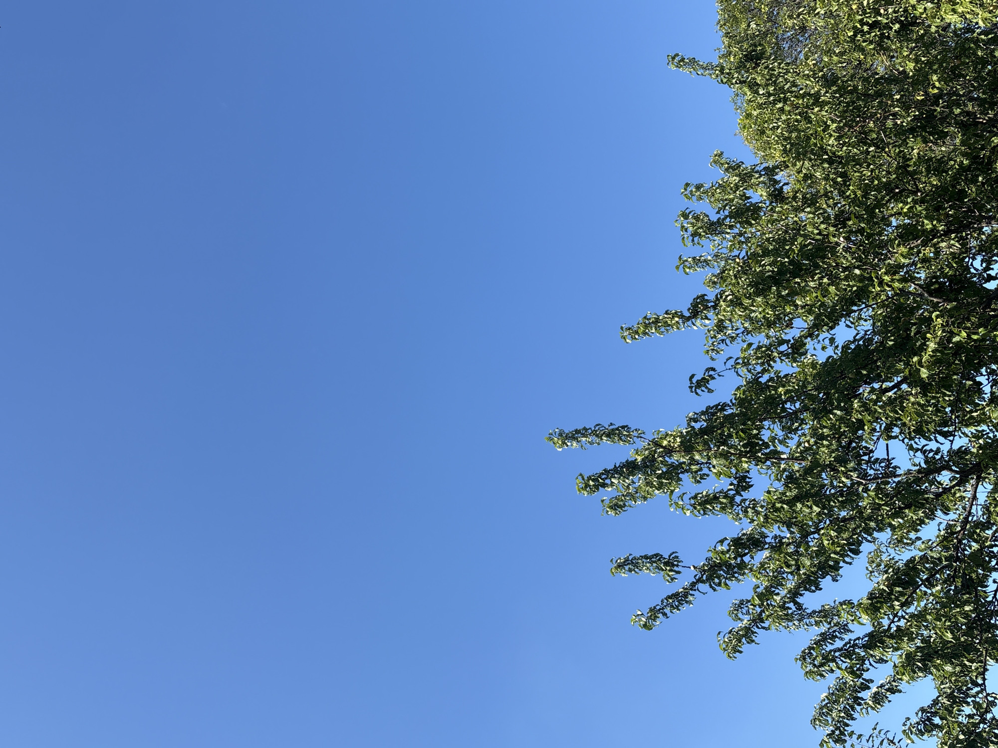 The image shows a bright blue sky above the tops of several trees. The trees are lush and green, with a dense canopy of leaves. The scene is set in Malinovo, Russia. There are no people or animals visible in the image. The overall impression is one of a clear, sunny day in a natural setting.