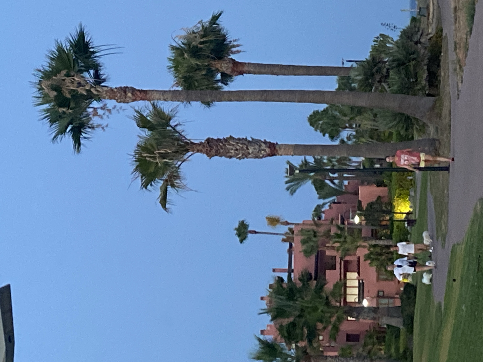 The image depicts a twilight scene in Estepona, Spain, likely near the beachfront promenade. Two women are walking on a paved path, each accompanied by two small white dogs. The woman on the left wears a white button-down shirt over dark shorts, and the woman on the right wears a white t-shirt and tan shorts. The woman further down the path on the right wears a red graphic t-shirt and yellow shorts.
In the background, a large, multi-story building with a reddish-pink facade is visible. It features balconies and arched windows. Several palm trees of varying heights are prominent throughout the scene, with lush green fronds against a clear, deep blue sky. Streetlights with a warm yellow glow are also present. The ground is covered with green grass and a paved walkway. The overall atmosphere suggests a tranquil evening stroll in a coastal resort area.