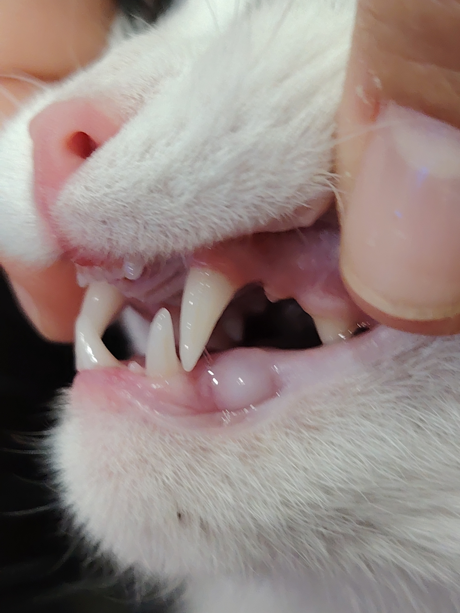 A close-up view shows the mouth of a white cat being held open, revealing its teeth. The cat has sharp canines and smaller incisors. The gums are pink. A pink nose is visible. A person's fingers hold the cat's mouth open. A small, dark speck is visible on the cat's fur near its mouth.