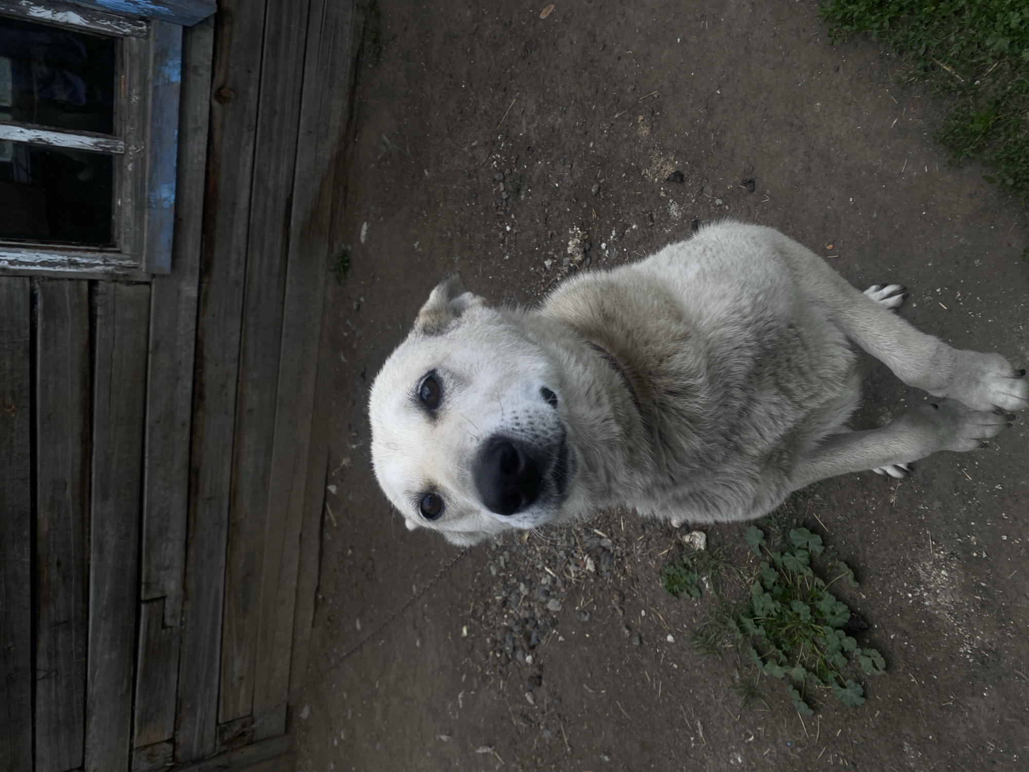 A medium-sized, light-colored dog with black eyes and nose sits on its hind legs, facing forward and looking slightly to the left. The dog has pointed ears and a dark collar. The ground is composed of dirt and small stones, with patches of green vegetation. In the background, there is a weathered wooden structure, possibly a house, with horizontal planks and a window with chipped blue paint. The scene appears to be outdoors, in a rural or semi-rural setting, consistent with the location of Пешнево, Russia.