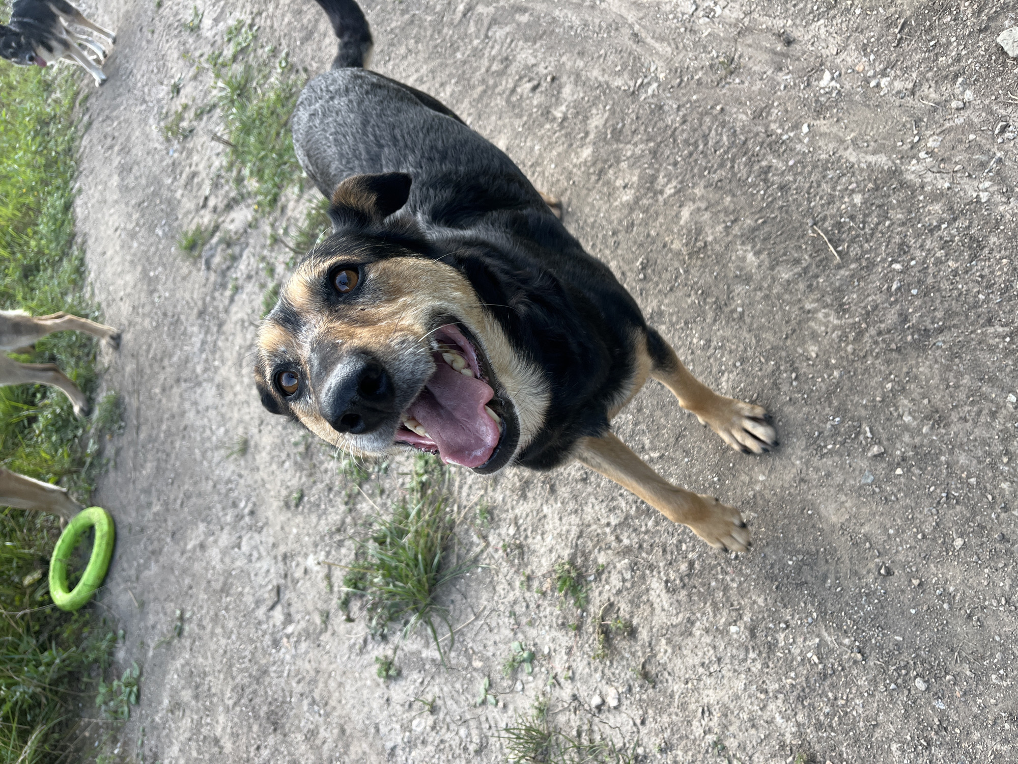 A medium-sized, mixed-breed dog with black and tan fur is looking up at the camera with its mouth open and tongue out. The dog is standing on a dirt path with some grass growing around it. In the background, another dog is visible, as well as a green ring toy. The setting appears to be an outdoor area, possibly a park or a yard, in Nizhny Tagil, Russia. The image is taken from a low angle, emphasizing the dog's excited expression.