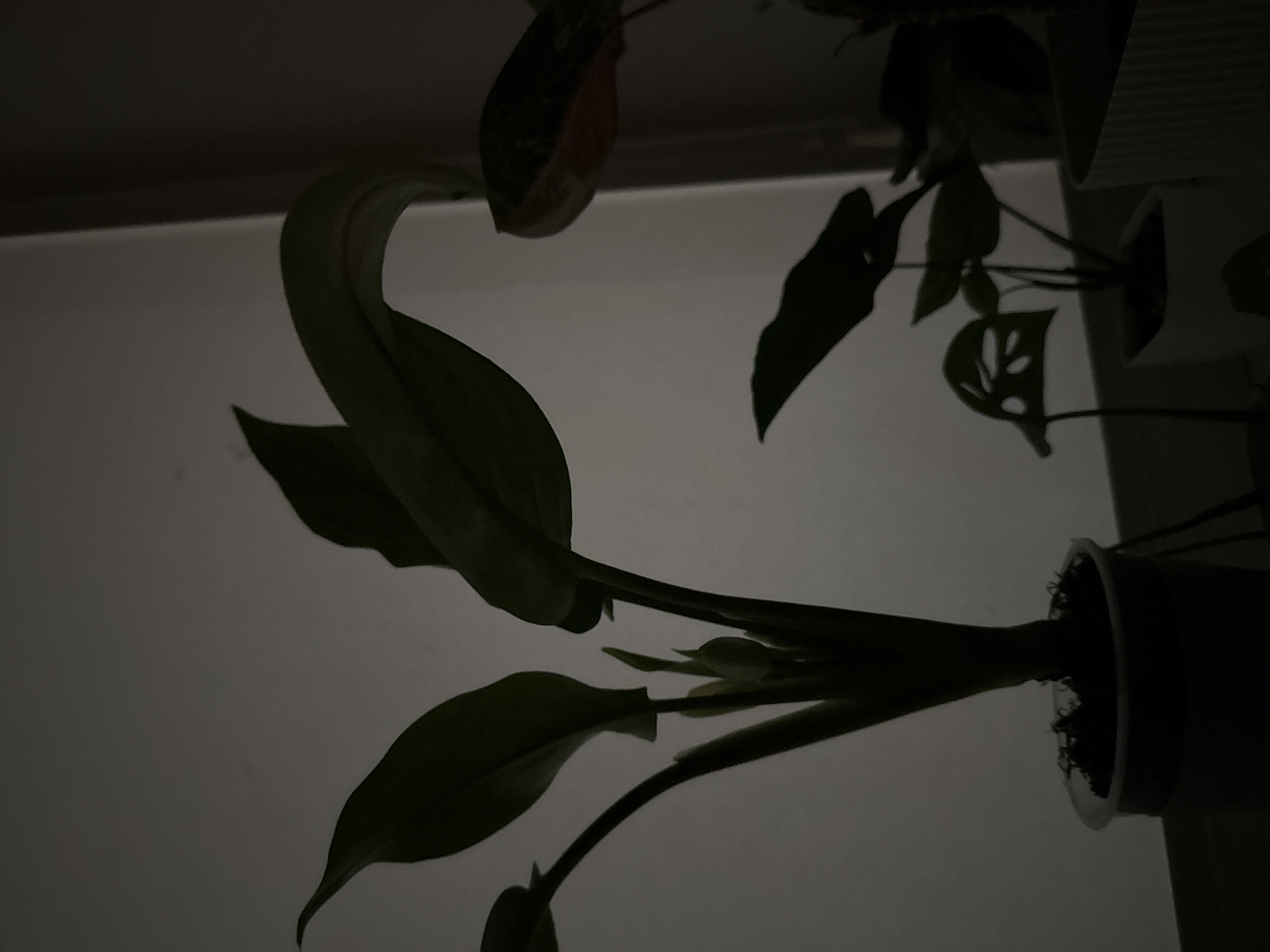 The image displays a collection of potted plants silhouetted against a muted background, likely an interior setting in Mikhaylovsk, Russia. The primary subject is a large plant with broad, dark green leaves, positioned in the foreground and slightly to the left. Its leaves arch upwards and outwards, with new growth emerging from the center. To the right of this main plant, a smaller plant with perforated leaves is visible. Further to the right and slightly behind, another plant with reddish-tinged leaves can be seen. The plants are in dark-colored pots, one of which is a white ribbed planter. The overall lighting is dim, creating strong shadows and emphasizing the shapes of the foliage. The background appears to be a plain wall, illuminated from an unseen source that casts subtle highlights and shadows. The scene is static and appears to be a still life composition of houseplants.