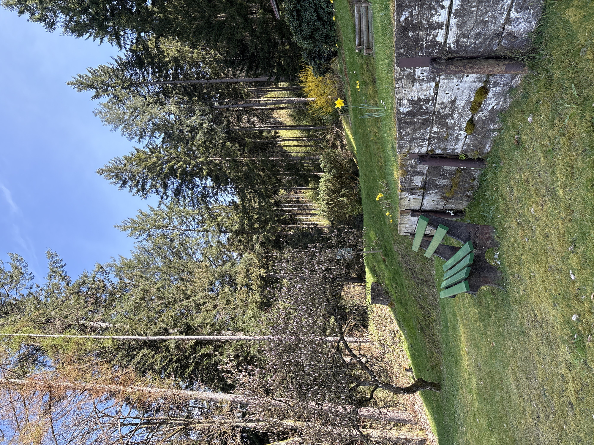 The image depicts a landscape in Forbach, Germany, featuring a forest on the left, a grassy area in the middle, and an old wooden wall with a green bench on the right. Yellow daffodils are blooming near the wall. The sky is visible in the upper left corner, and a blooming tree is in the foreground.