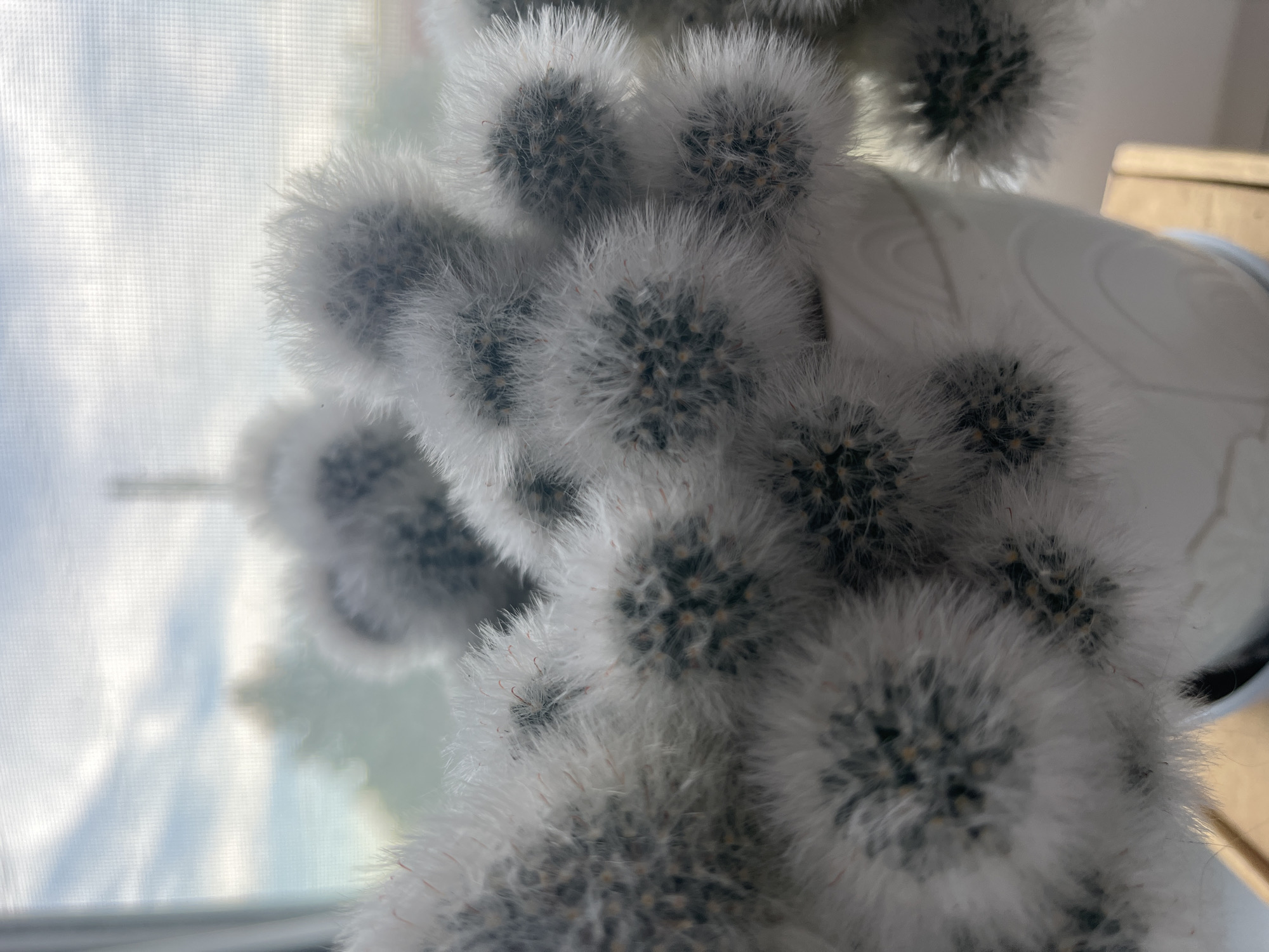 A close-up, low-angle, eye-level shot captures a cluster of fluffy, white-haired cacti in a white patterned pot. The cacti are spherical and densely packed, with individual spines appearing as soft, white filaments. The background is blurred, revealing a window with a sheer curtain, through which the sky and trees are visible. The lighting is soft, suggesting it might be daytime or early evening. The image is undated and its location in the city of Krasnyye Barrikady, Russia, is not visually discernible from the provided image.