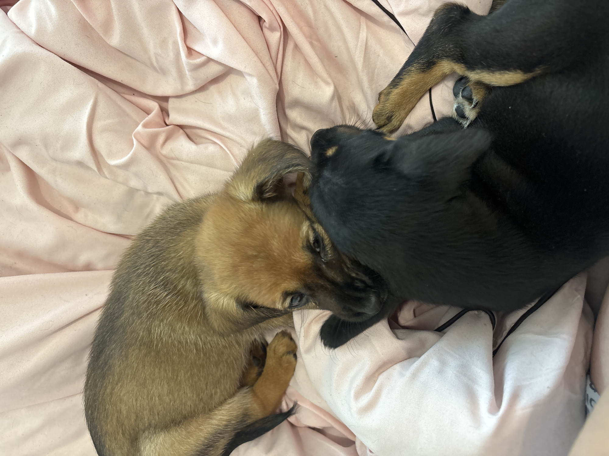 The image shows two puppies on a light pink blanket. One puppy is brown and tan, lying curled with its head near the other puppy. The second puppy is mostly black with tan markings on its legs. The puppies appear to be resting or cuddling. The scene is indoors.
