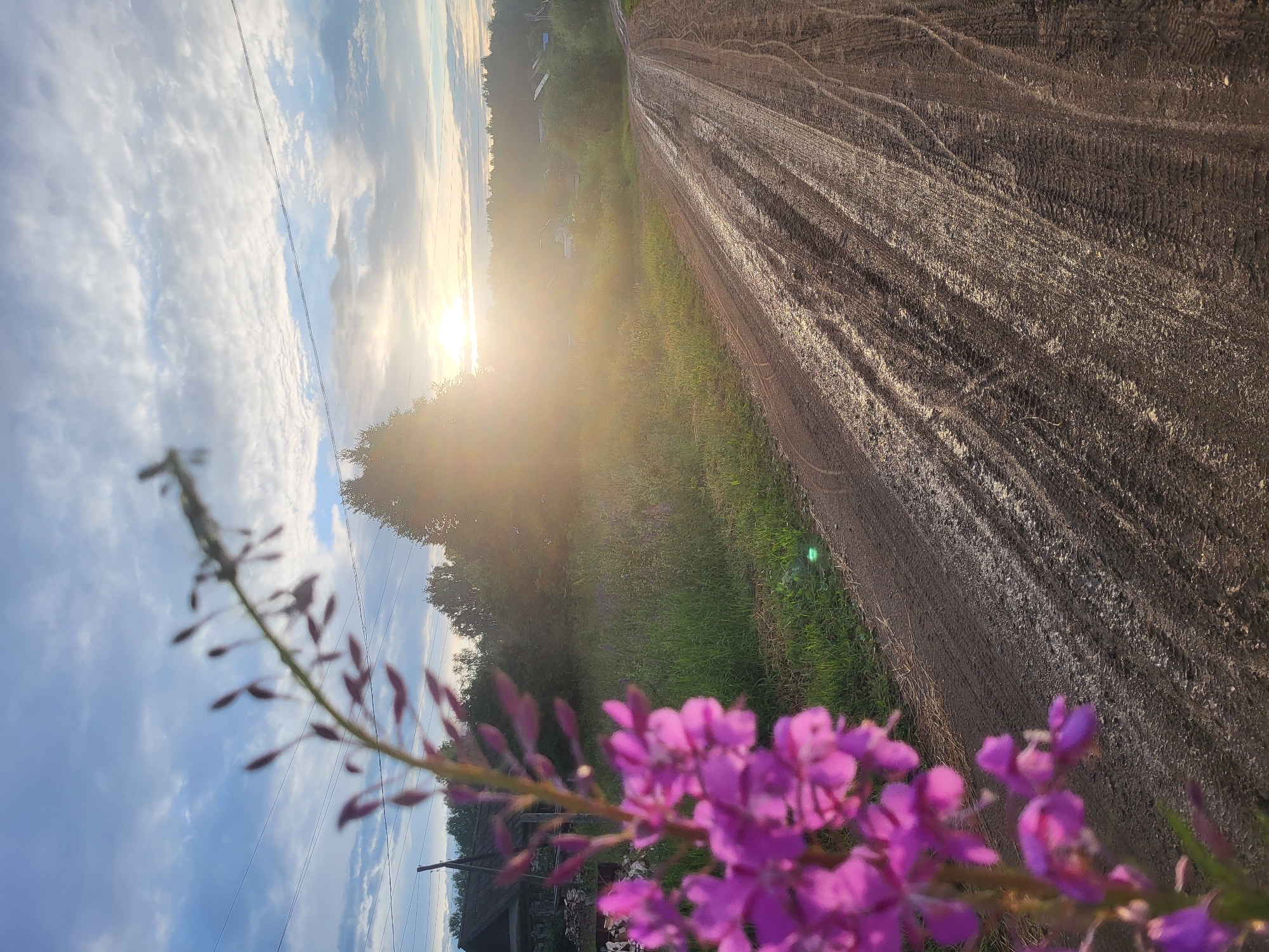 The image captures a rural scene in the village of Zipunovo, Russia, during what appears to be a late afternoon or early evening. In the foreground, a cluster of vibrant pink flowers, likely fireweed (Epilobium angustifolium), is in sharp focus, its delicate petals and stems contrasting with the blurred background.
Dominating the midground and background is a muddy, unpaved road stretching into the distance. The road is heavily marked with tire tracks, indicating recent vehicular activity, and puddles of water glisten on its surface, reflecting the sky. The road is bordered by lush green grass and vegetation.
The horizon is lined with a dense stand of trees, partially obscuring a scattering of simple village houses and structures. The sky above is a canvas of soft blues and whites, with scattered clouds. The sun is a bright, radiant orb low in the sky, casting a warm, golden glow and creating lens flares that diffuse the light, adding a serene and picturesque quality to the scene. The overall impression is one of natural beauty and rural tranquility.