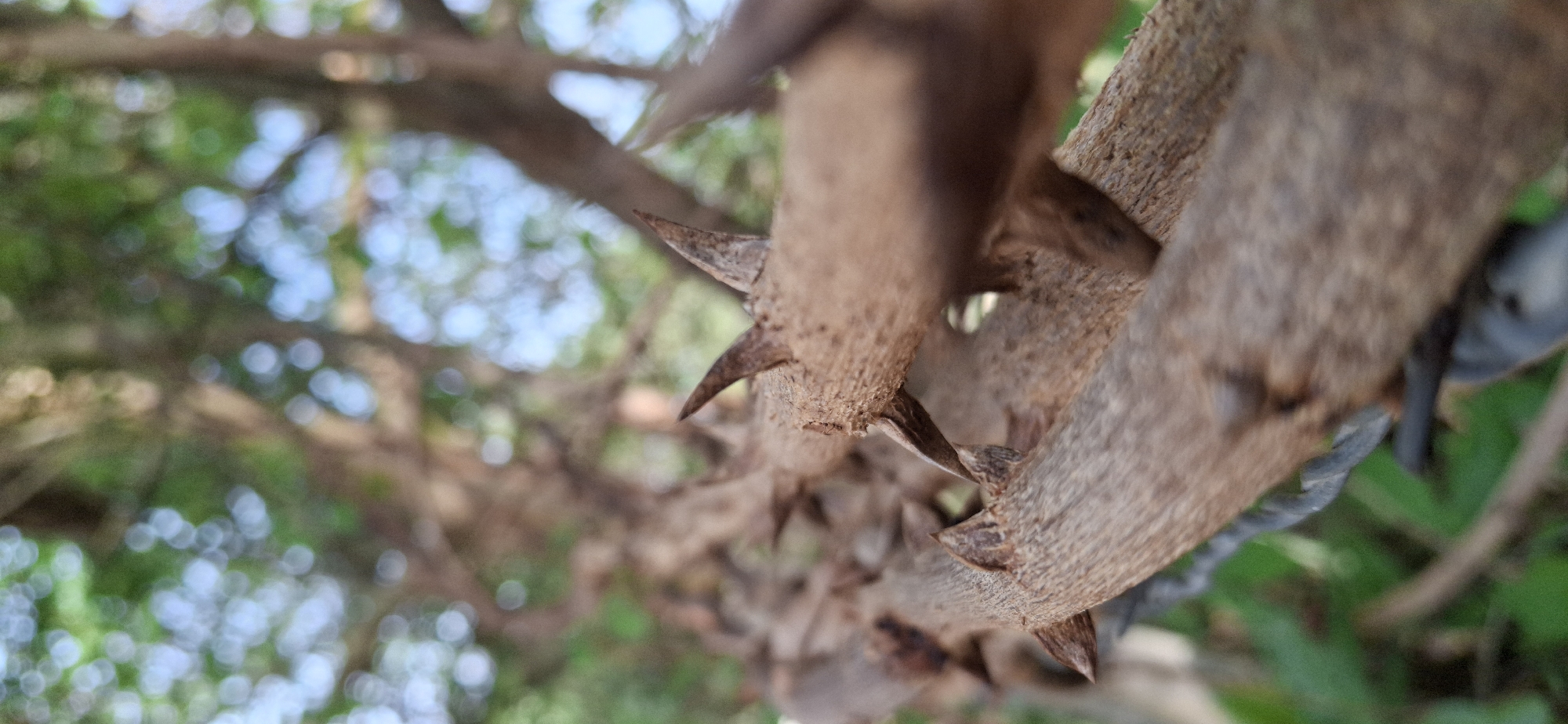 A close-up photograph shows a thorny branch. The branch has numerous sharp thorns protruding from its bark. The bark itself is rough and textured, varying in shades of brown. In the background, a blurred mix of green foliage and blue sky indicates a natural outdoor setting. Based on the prompt, this image is located in Vallecito, Venezuela. No people or interactions are visible.