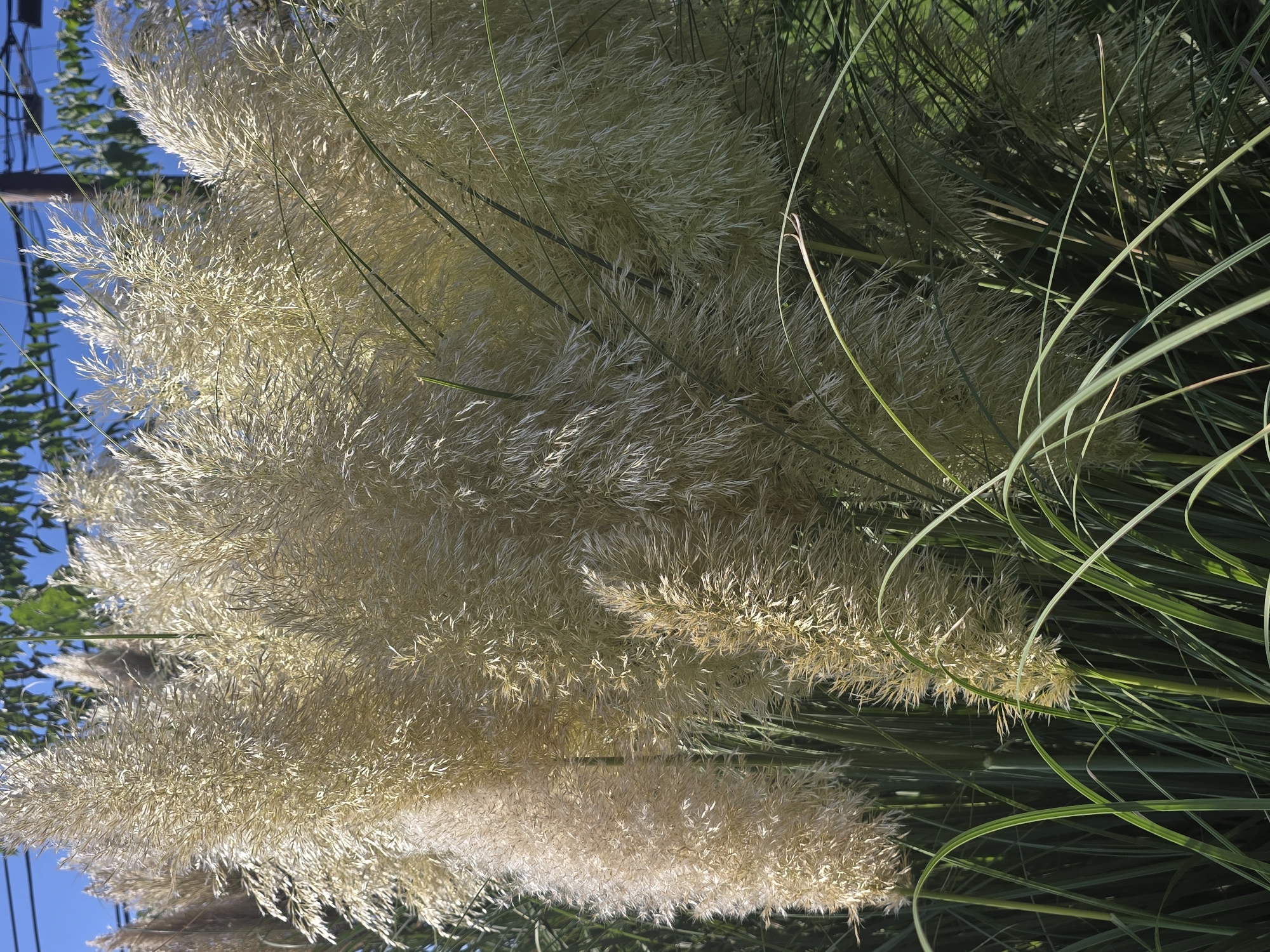 The image shows a close-up view of several large, fluffy plumes of pampas grass. The plumes are a creamy white or light beige color and are densely packed with feathery structures. Long, slender green leaves of the grass extend upwards and outwards from the base of the plumes, some curving gracefully. In the background, out of focus, are some green leaves from trees, a clear blue sky, and what appears to be a utility pole with wires. The lighting suggests it is daytime, with the sun illuminating the plumes, creating highlights and casting some shadows. This image was taken at the Roswell City Hall Park in Roswell, United States of America. There are no people or animals visible in the image.