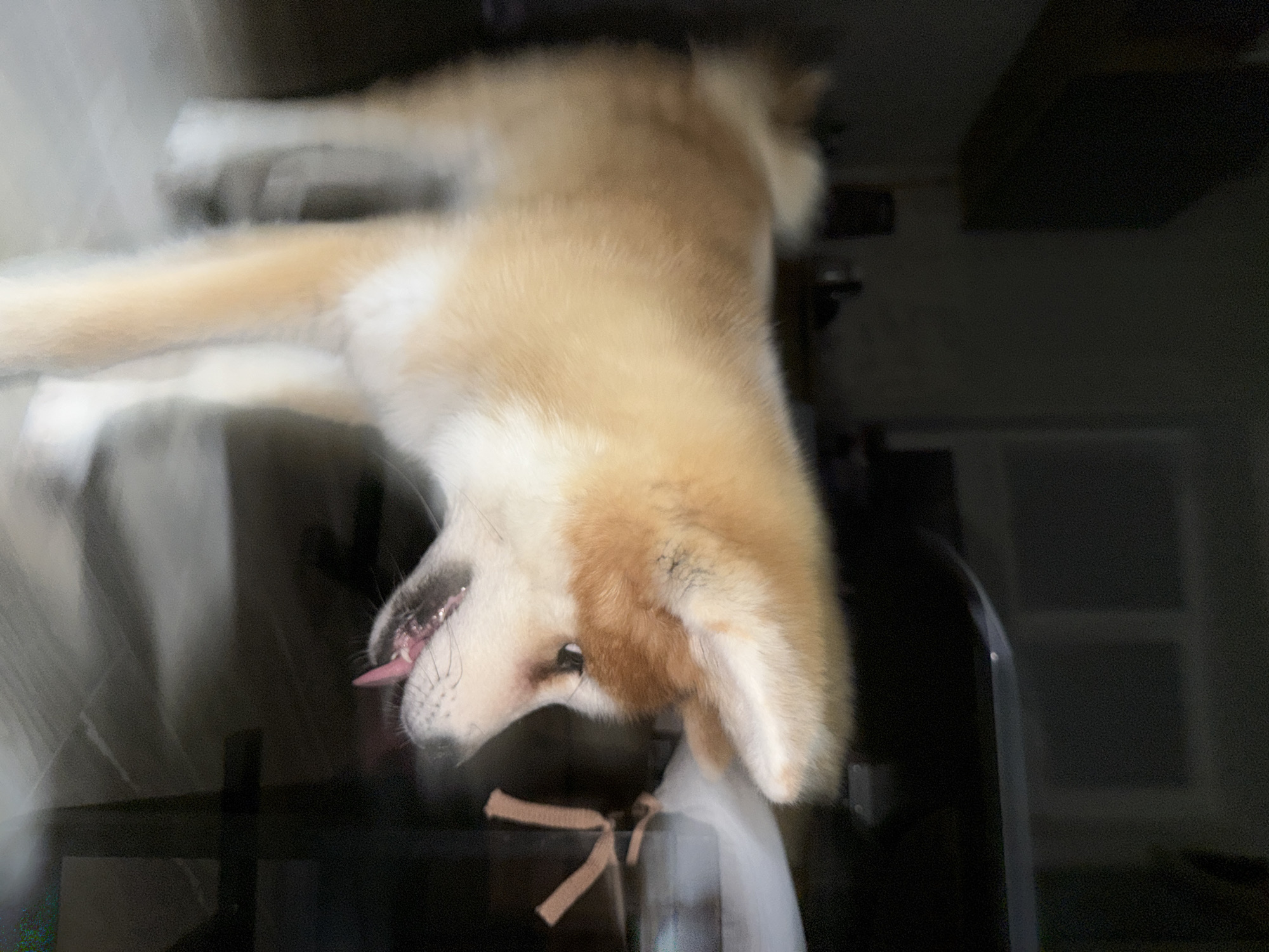 A medium-shot, horizontally-inverted image shows a cream and tan-colored Akita dog lying on a dark surface. The dog is facing to the left with its mouth slightly open, revealing its pink tongue. The background is dark and indistinct, but there are hints of a window in the upper right corner. The location is not discernible from the image. There is no indication the image was taken in Chaikovsky, Russia.