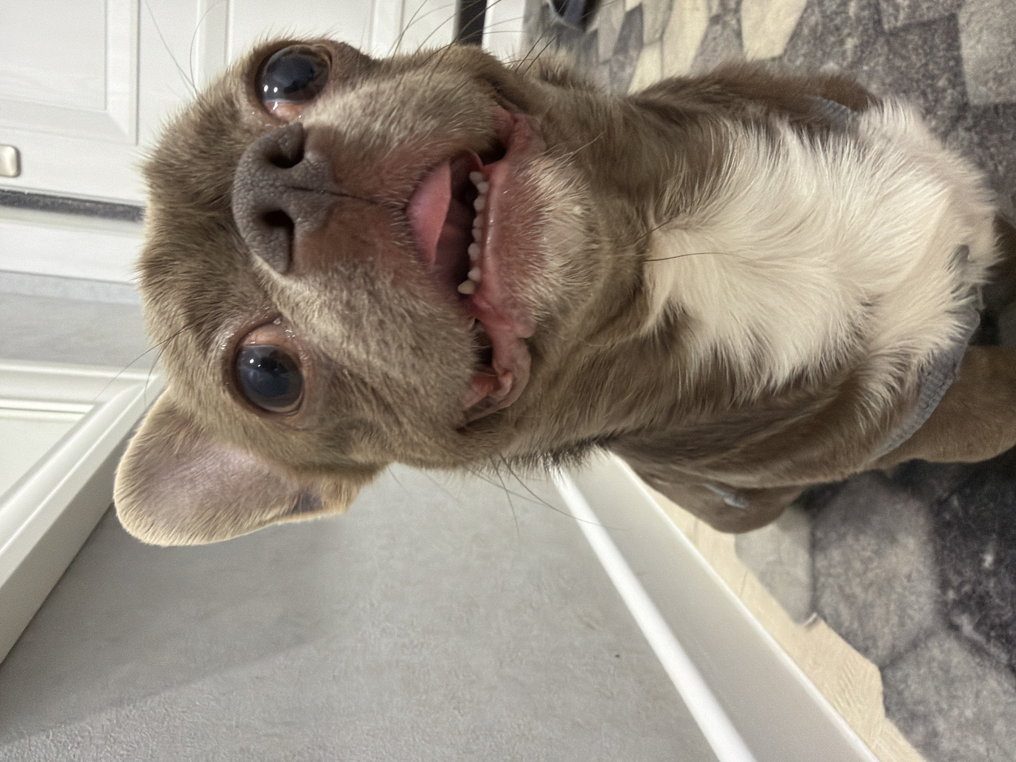 A close-up, slightly off-center shot shows a small, tan and white Chihuahua-type dog with a short snout, large eyes, and visible teeth and tongue. The dog is wearing a gray collar. The background includes a white door frame and light gray flooring, transitioning into a patterned gray and black rug or mat. The image's orientation makes it appear as though the dog is looking upwards. No information indicates the location of the image is in Votkinsk, Russia.