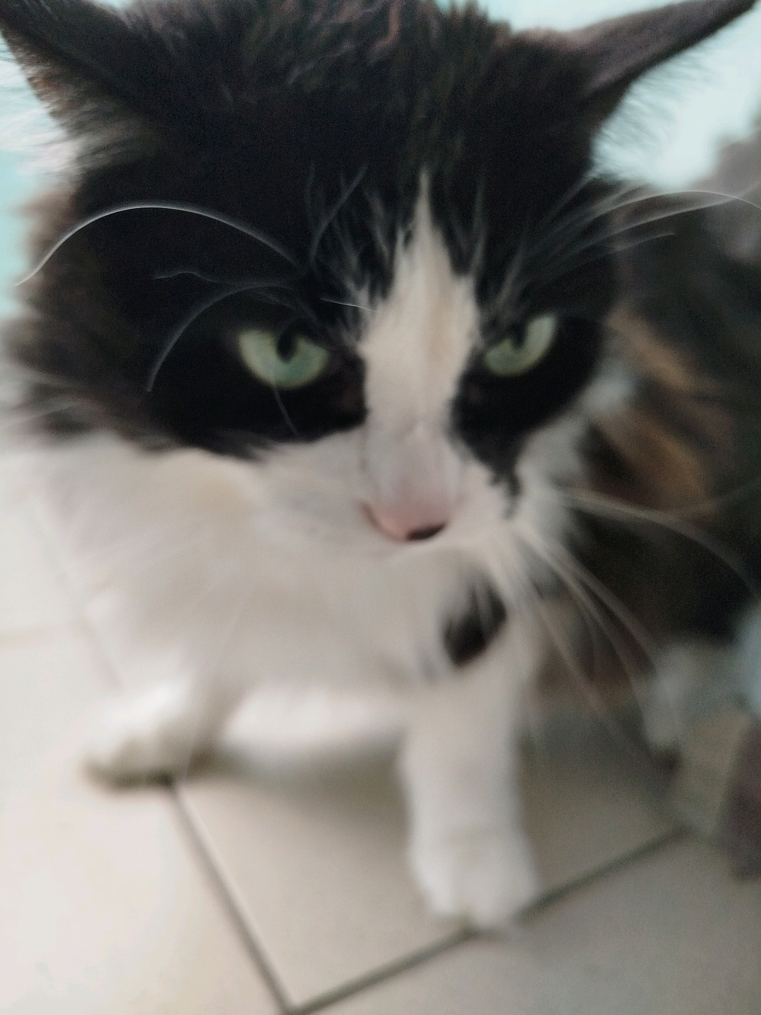 The image shows a close-up, slightly blurred shot of a black and white cat with green eyes. The cat's fur is long and fluffy. It has white fur on its chest and face, with black markings around its eyes and ears, and some tabby markings on its body, partially visible. The cat is looking directly at the camera. The background is out of focus and appears to be an indoor setting with light-colored tiled flooring. There are no people or any indication of a specific location in a city.