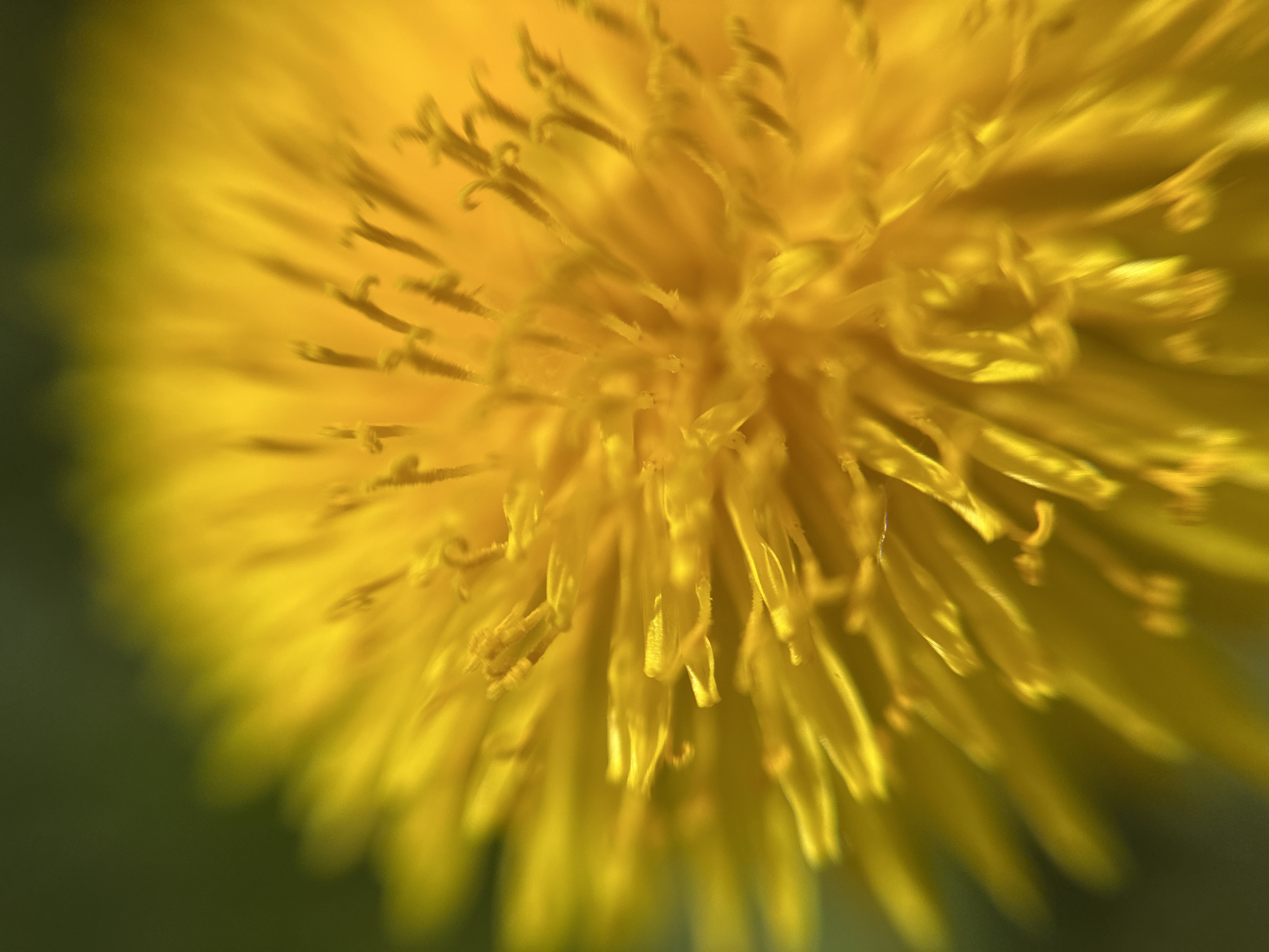 A close-up, out-of-focus photograph shows a yellow dandelion flower. The background is dark green. The flower is the primary subject.
There is no information available to identify the location as Nizhny Novgorod, Russia.
