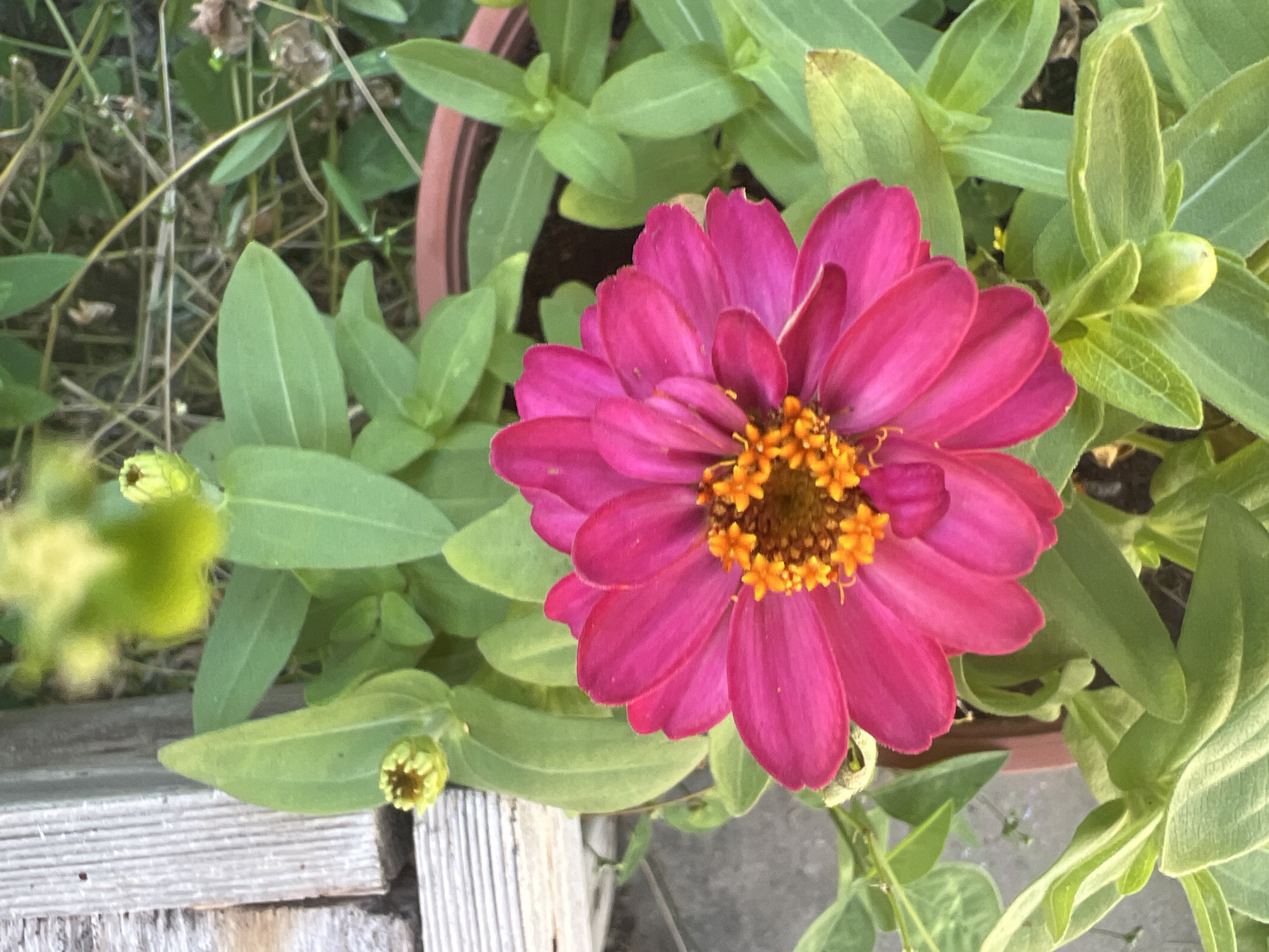 A close-up, top-down view captures a vibrant fuchsia zinnia flower in full bloom, its petals fanned out around a bright orange-yellow center. The flower is positioned in the foreground, centrally located. Surrounding the bloom are lush green leaves, some of which are slightly out of focus. To the upper left, a portion of weathered, grey wooden planks is visible, appearing to be part of a garden structure or fence. A small, unopened green bud can be seen on a stem to the left of the main flower. In the background, out-of-focus foliage and dried plant matter create a natural, garden-like setting. The flower is planted in a brown pot, partially visible at the bottom right. The lighting suggests it is daytime. This scene is consistent with a garden setting within the city of Hadera, Israel, where such flowers and garden elements are commonly found.