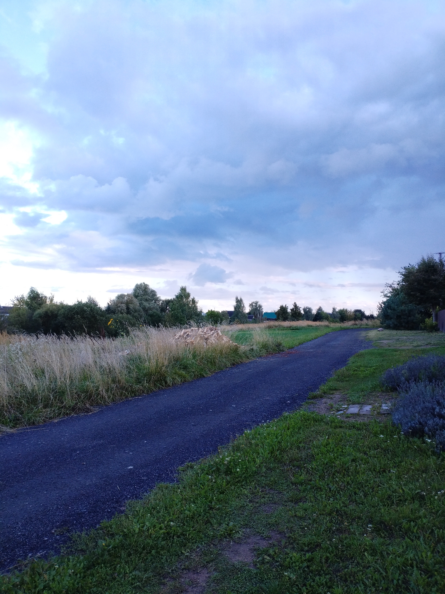 The image depicts a rural scene near Bialynichy, Belarus, under a cloudy sky. A dark asphalt path curves through a grassy area, with dry grass and some green vegetation bordering it on the left. On the right side of the path, there is a patch of green grass with some small white flowers, and beyond that, a lavender bush. In the background, a line of trees separates the immediate foreground from a few scattered buildings and more trees. A pile of cut wood is visible among the trees on the left side of the path. The lighting suggests it is either early morning or late evening. There are no people or animals visible in the frame.