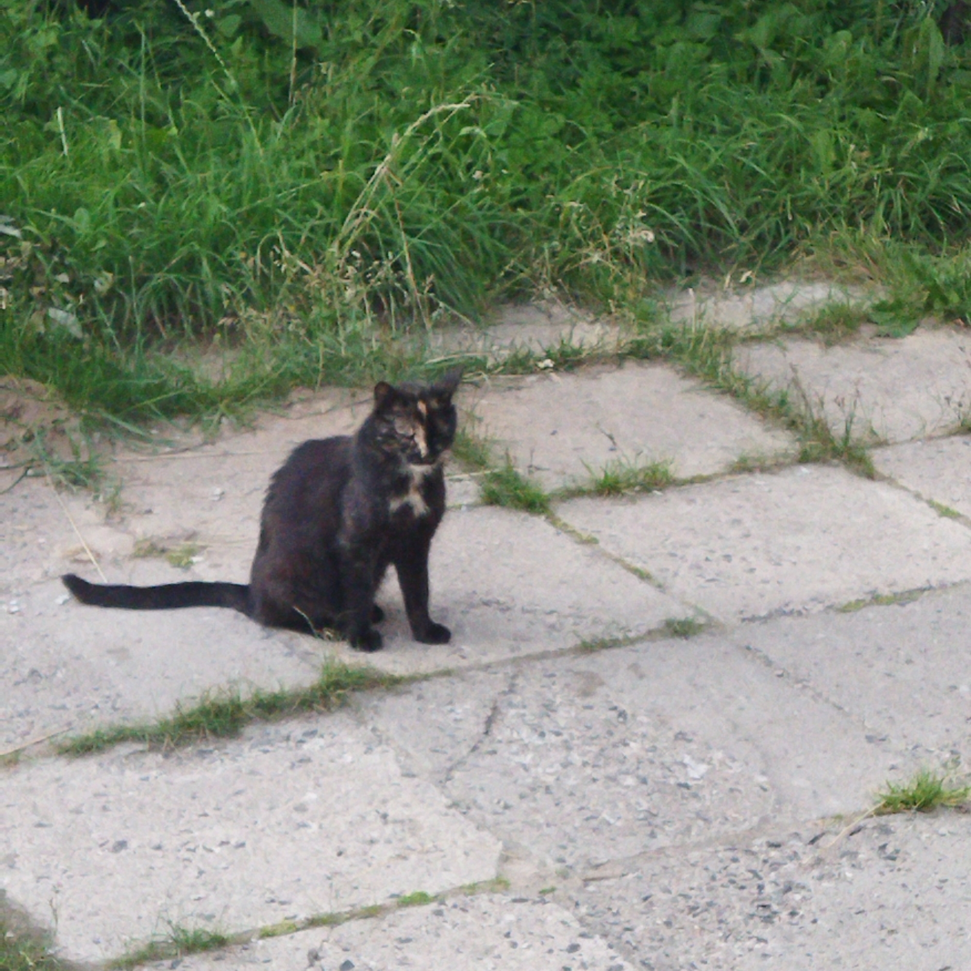 A calico cat with dark fur, patches of orange and white, is sitting on a cracked concrete pathway. The cat is looking to the right, with its tail extended to the left. The pathway is bordered by lush green grass. The scene appears to be outdoors in a natural or semi-natural urban environment. The image quality is low, with visible pixelation and a lack of sharp detail. There is no information in the image that allows for the determination of its location in Polatsk, Belarus.