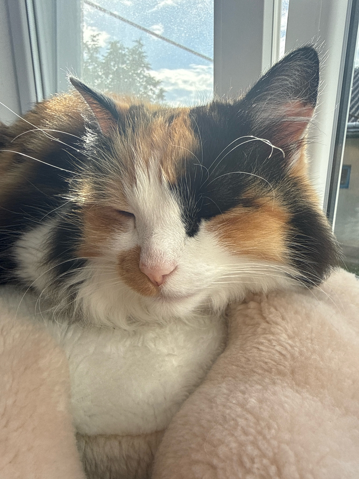 A calico cat with its eyes closed is resting on a soft, light-colored blanket, possibly a pet bed, in front of a window. Sunlight streams through the window, illuminating the cat's fur and casting a warm glow on its face. The cat's fur displays a mix of black, white, orange, and brown patches. Its whiskers are prominent and white. In the background, through the window, a blurry view of trees and the sky is visible. The setting appears to be indoors, possibly a home.