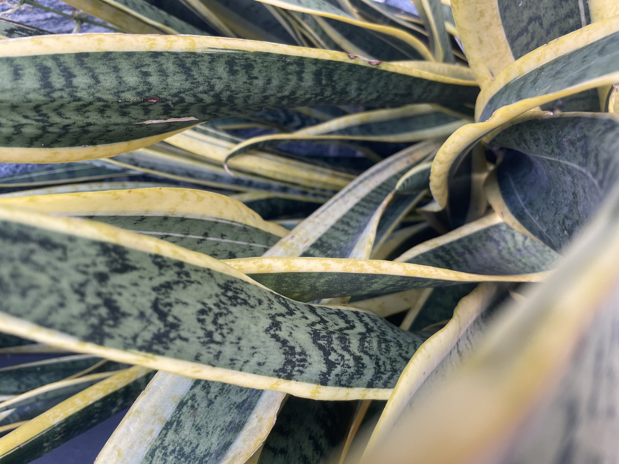 A close-up, vertical photograph captures a dense cluster of variegated Sansevieria trifasciata 'Laurentii' (snake plant) leaves. The rigid, sword-shaped leaves exhibit a distinctive pattern: a central area of mottled dark green and lighter, grayish-green horizontal stripes, bordered by prominent, solid bright yellow margins. Some darker green sections show intricate, almost wave-like patterns. The leaves are oriented vertically, with some curving slightly. Elements in the immediate foreground and background are blurred, indicating a shallow depth of field and focusing on the central foliage. Minor surface imperfections are visible on some leaves, including small dark spots and a thin, light-colored vertical scar or tear on one of the central green sections. The lighting highlights the texture and color variations of the leaves. The background is uniformly dark and out of focus, offering no specific environmental details. No people, animals, or other distinct objects are present within the frame. The image provides no visual information to ascertain its location in Bac Nha Trang Ward, Vietnam.