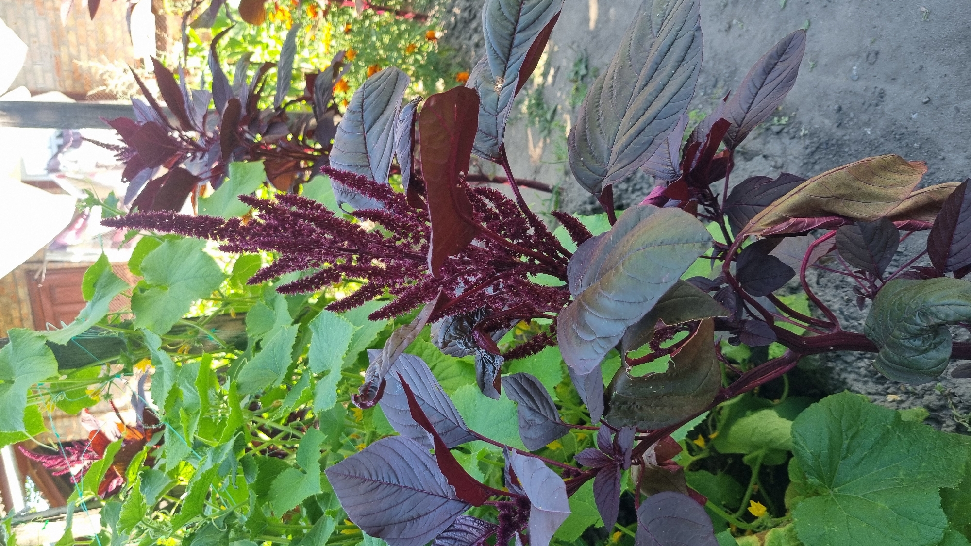 In Smila, Ukraine, a tall, deep red-purple amaranth plant with a spiky flower head is the central focus of the image. The plant has broad, dark leaves that transition to a lighter, more muted hue as they age, with some showing signs of wilting. Behind the amaranth, a vibrant green cucumber plant with large, wavy leaves is visible, its tendrils reaching upwards. The background suggests a garden setting, with hints of other plants and a building structure. The ground is a neutral gray, possibly soil or gravel. The lighting indicates it is daytime, with the sun casting gentle shadows. No people are present in the scene.