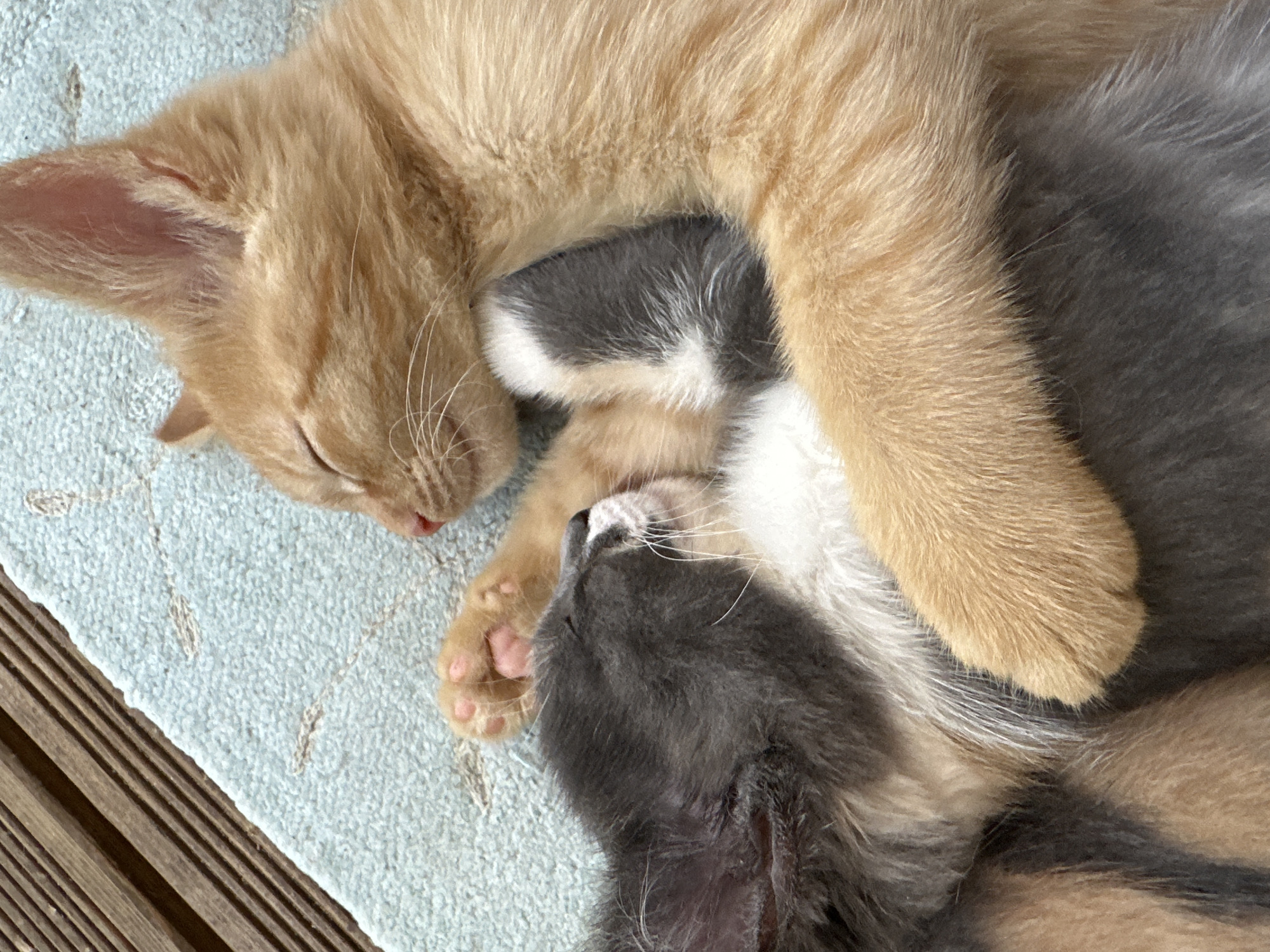 Two kittens, one ginger and one gray and white, are sleeping curled up together on a light blue textured rug. The ginger kitten is on top, with its head resting on the gray kitten. The gray kitten's head is tucked into the ginger kitten's side, and their paws are intertwined. The background shows a wooden deck. The image does not contain any information that can be used to determine its location in the city of Vilnius, Lithuania.