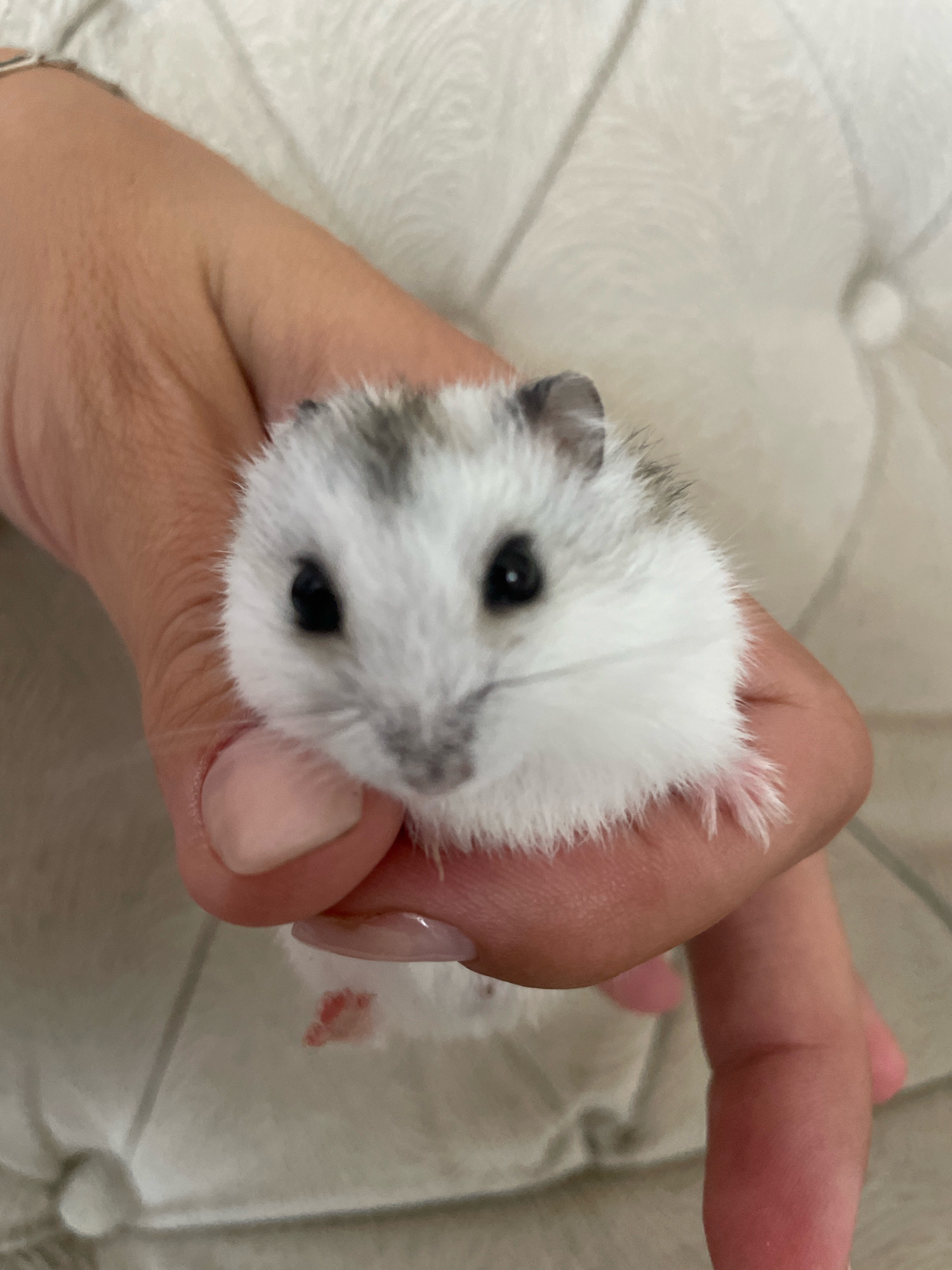 A close-up, overhead shot shows a hand holding a small, white and grey hamster. The hamster's face is visible, with dark eyes and a pink nose. The hand, with manicured fingernails, cradles the animal. The background is a blurred, textured surface, possibly a sofa or blanket, in a light color. There is no indication of the location being Baranovka, Russia.