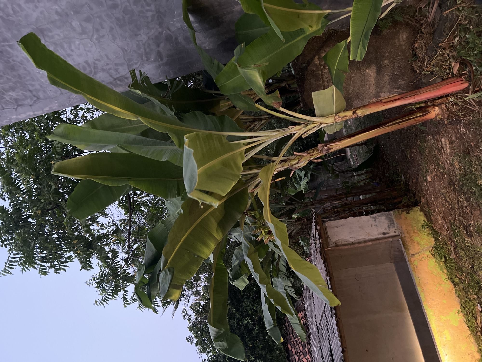 In Gunung Putri, Indonesia, a scene unfolds outdoors during dusk. The foreground is dominated by a large banana tree with vibrant green leaves, its reddish-pink pseudostem prominently visible. To the left, a small building with a corrugated metal roof and light-colored walls, accented by a yellow and green base, is partially illuminated by a warm light source. Behind the building, more trees and foliage create a dense backdrop. To the right, a textured gray concrete wall rises vertically, partially obscured by the banana tree's leaves. The ground is covered with soil and scattered dried leaves. The sky above is a pale, dusky blue, indicating the transition from day to night.