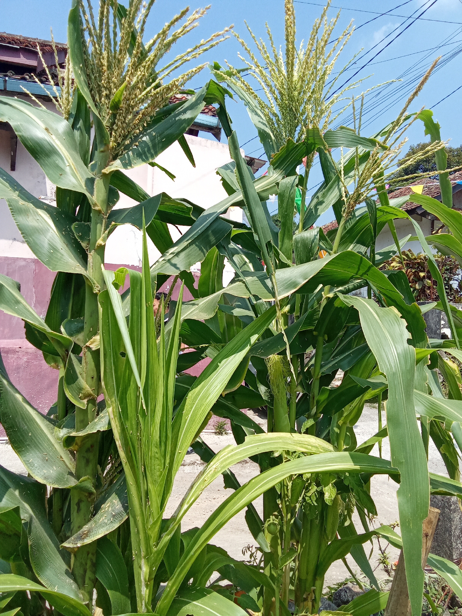 This is a full-frame, medium-distance, eye-level shot of a cornfield in Subang, Indonesia. The corn stalks are tall and green, with some evidence of insect damage on the leaves. The tassels are fully developed and appear to be releasing pollen. In the background, there is a light pink building and a clear blue sky. The scene is well-lit, suggesting it was taken during the daytime. There are no people visible in the image. The overall impression is of a healthy and productive corn crop.